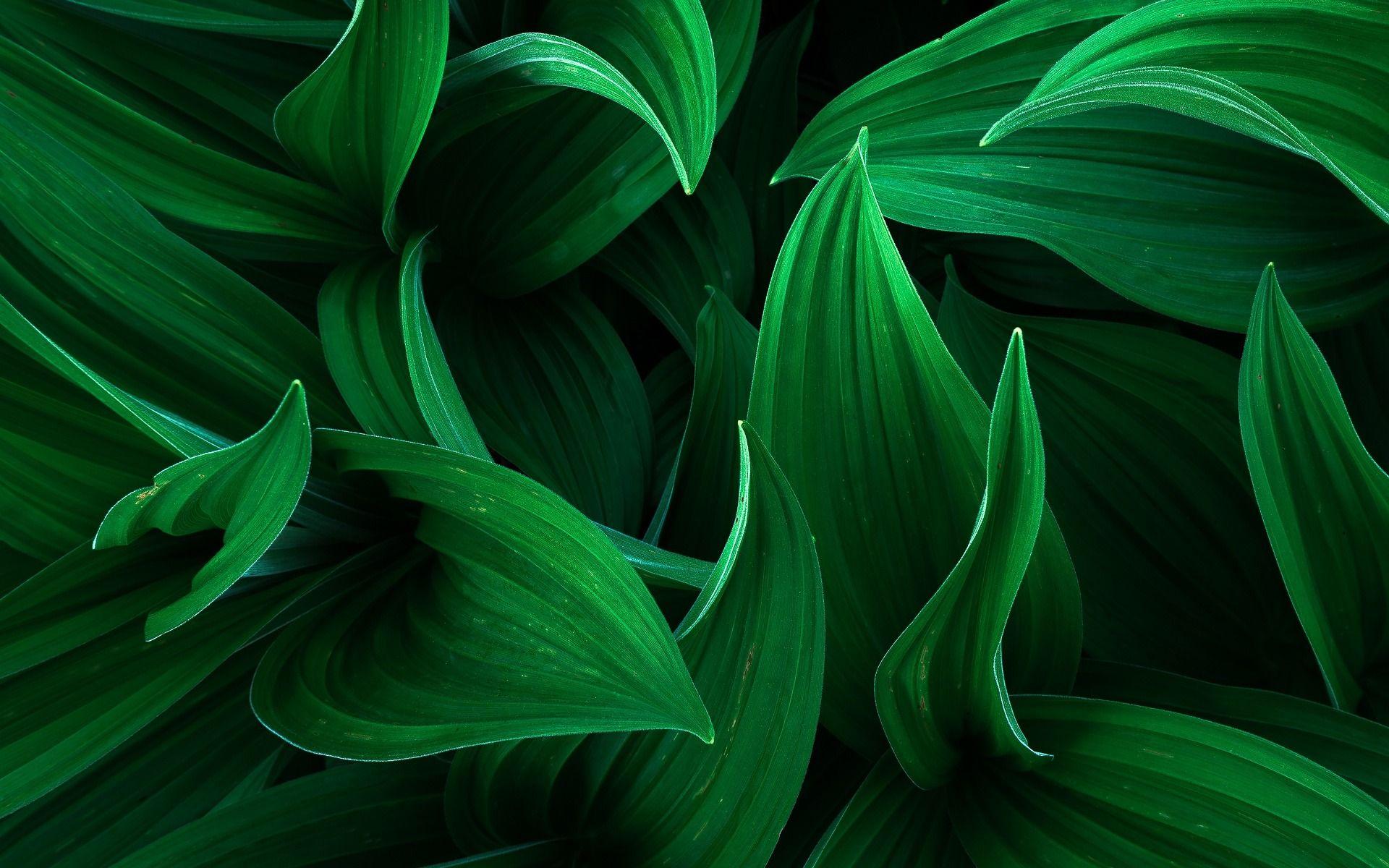 3D Leaves Wallpapers - Top Free 3D Leaves Backgrounds - WallpaperAccess