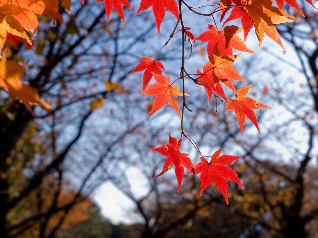 1024x768 Free Download 3D CG PC Wallpaper: Red Green Leaf HQ 3D GC Image