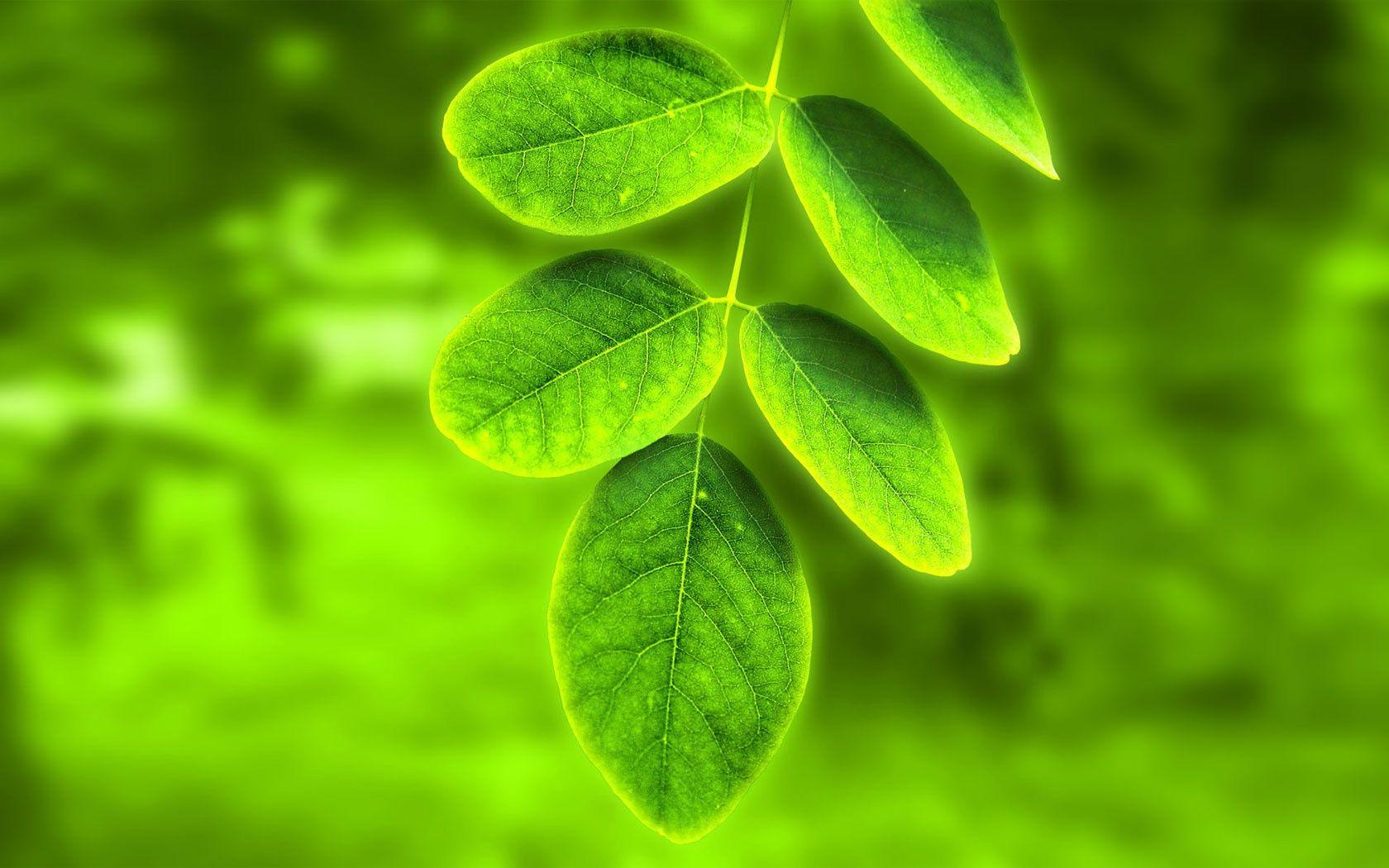 1680x1050 WoowPaper: 3D Green Leaves Wallpaper