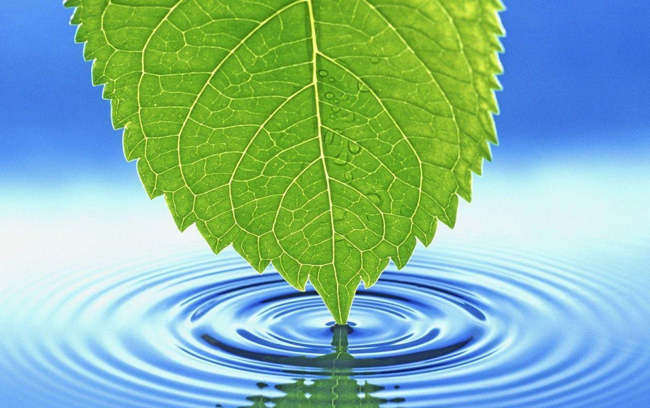 1280x804 Leaf touching water wallpaper. Leaf touching water