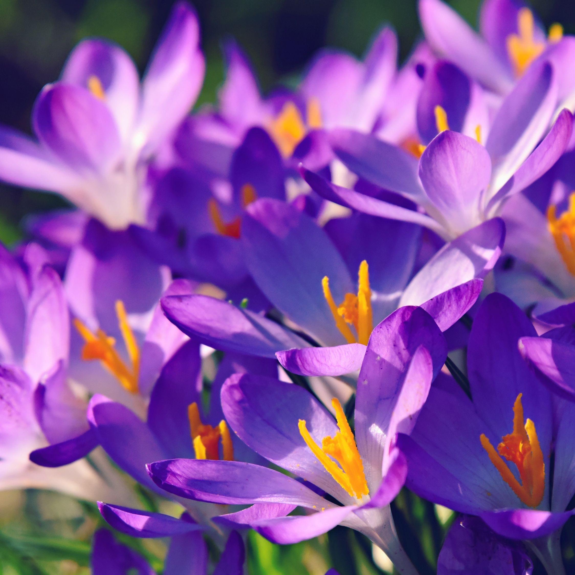 2248x2248 Download 2248x2248 wallpaper crocus, bright and violet, flower, ipad air, ipad air ipad ipad ipad mini ipad mini 2248x2248 HD image, background, 19677