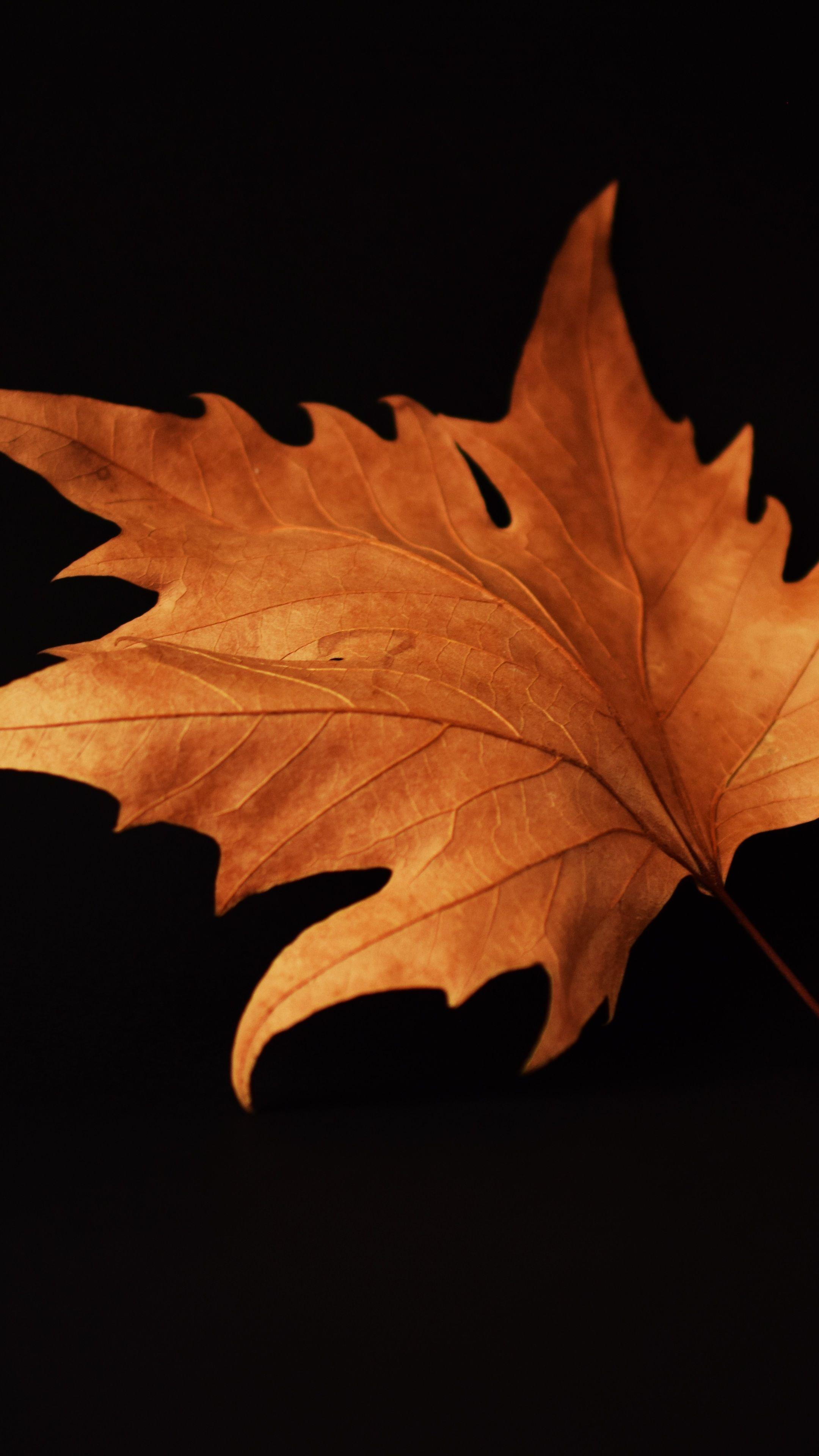 2160x3840 Fall Wallpaper BlackD Wallpaper. Fall wallpaper, Black