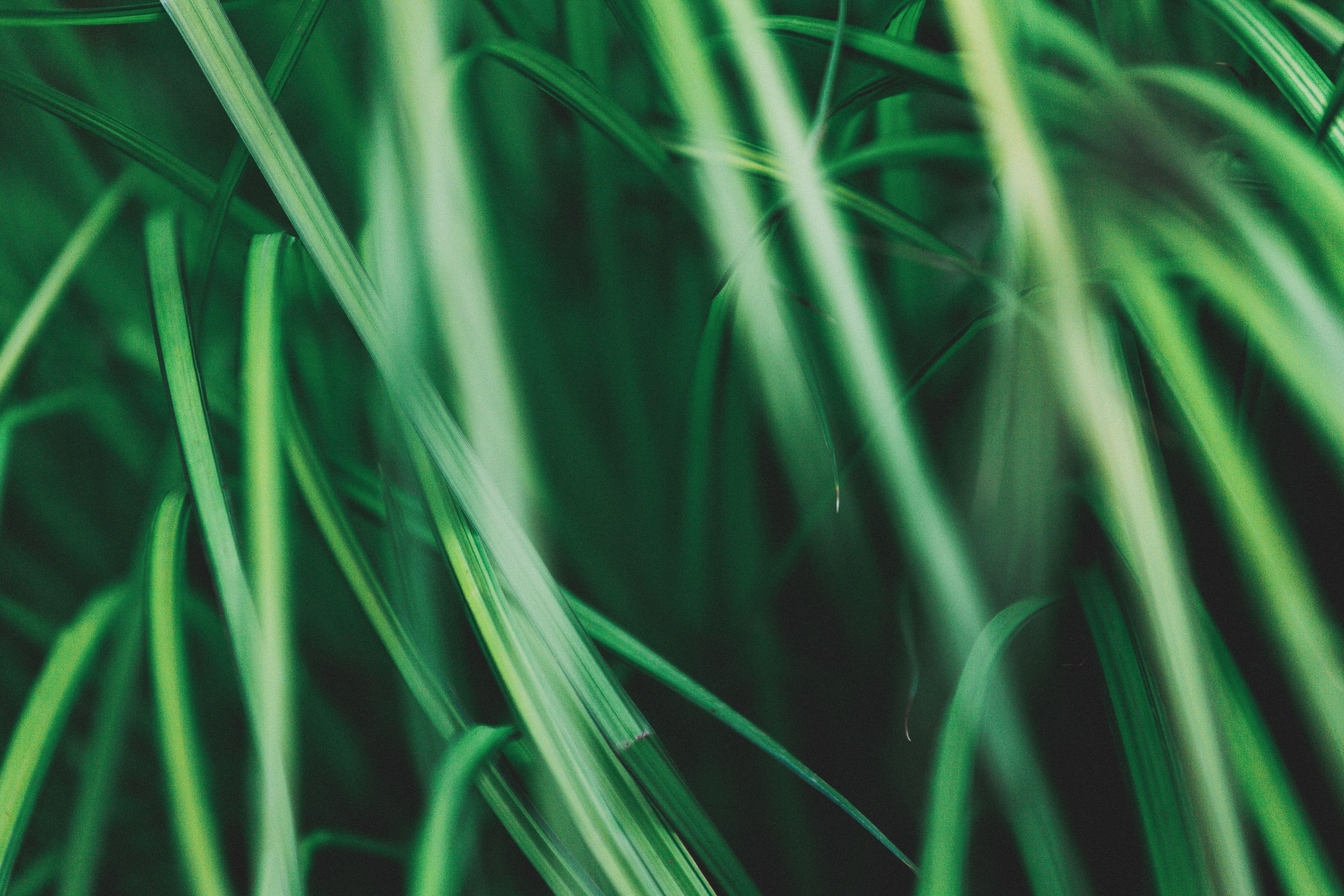 5760x3840 5760x3840 #science, #nature, #wallpaper, #drop, #leafe