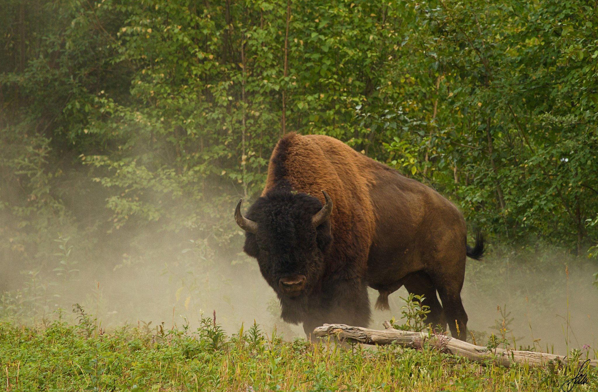 2048x1344 Bison Desktop Background. Native