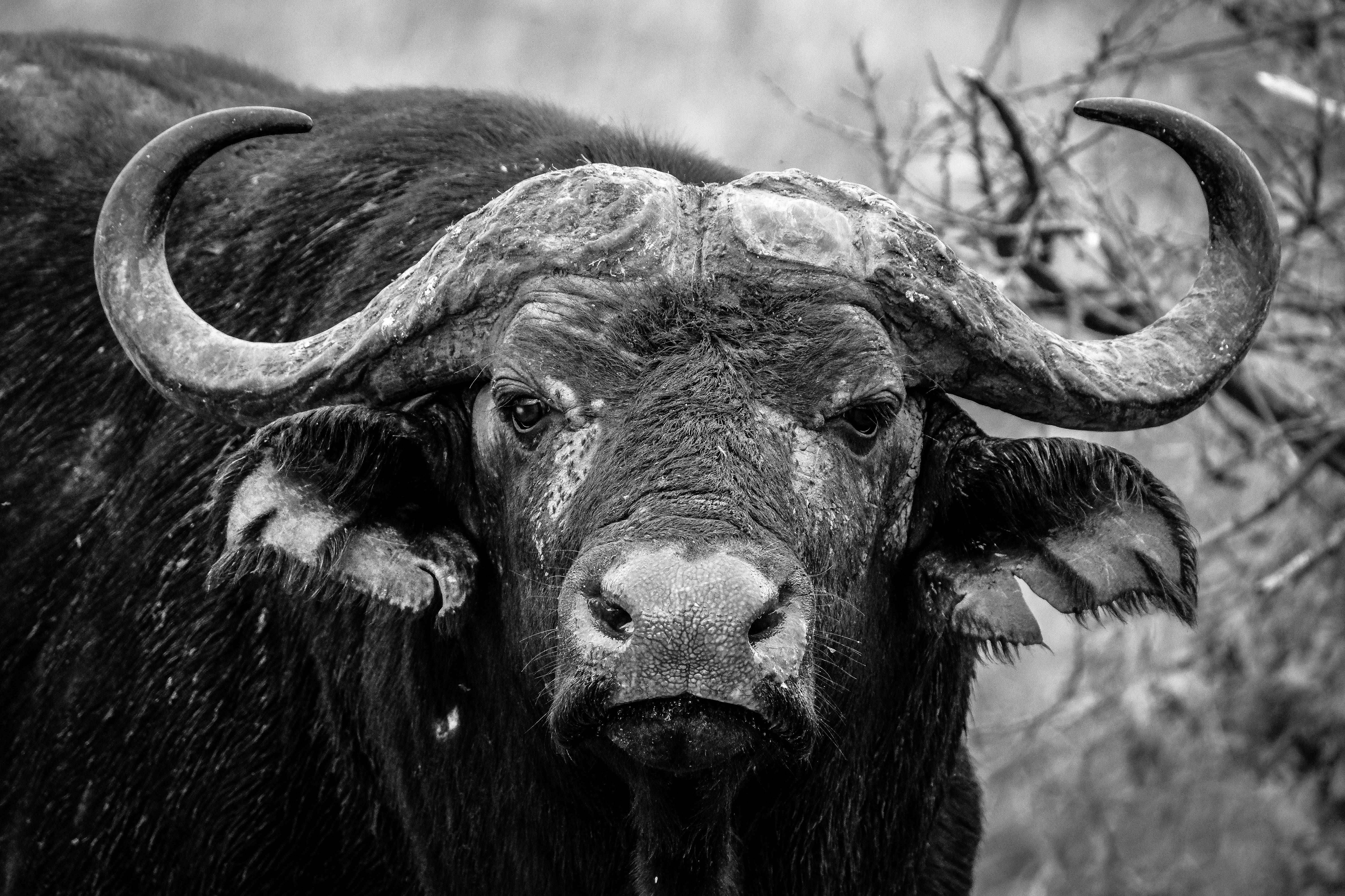 6000x4000 Close Up Of Water Buffalo · Free