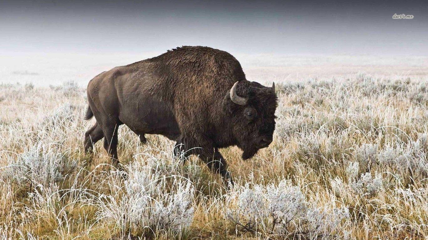 1366x768 HDQ Beautiful Buffalo Image & Wallpaper (Gallery Image: 44)