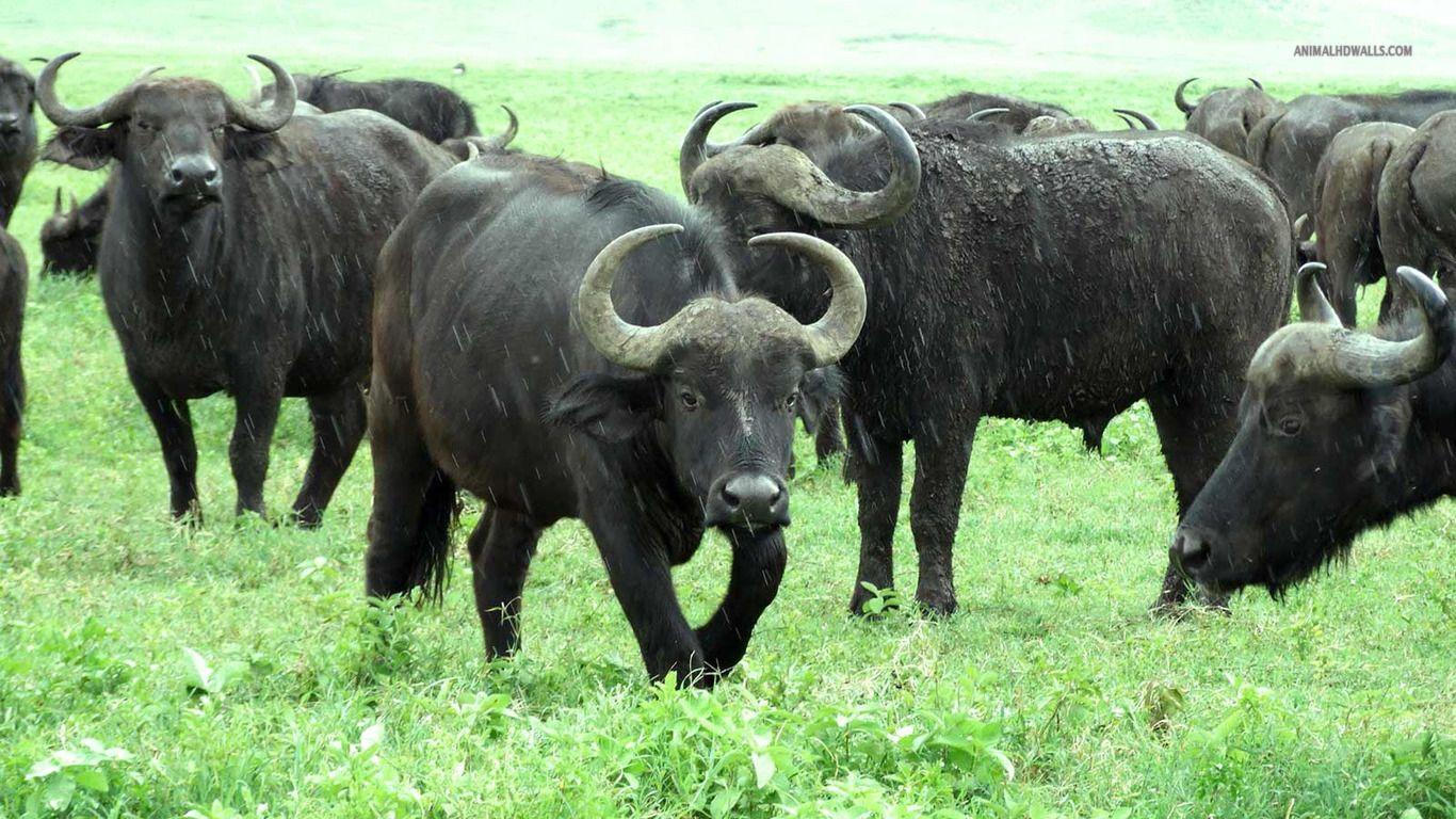 1366x768 We Love Nature And Creatures:. Buaffalo. African Buaffalo. Big