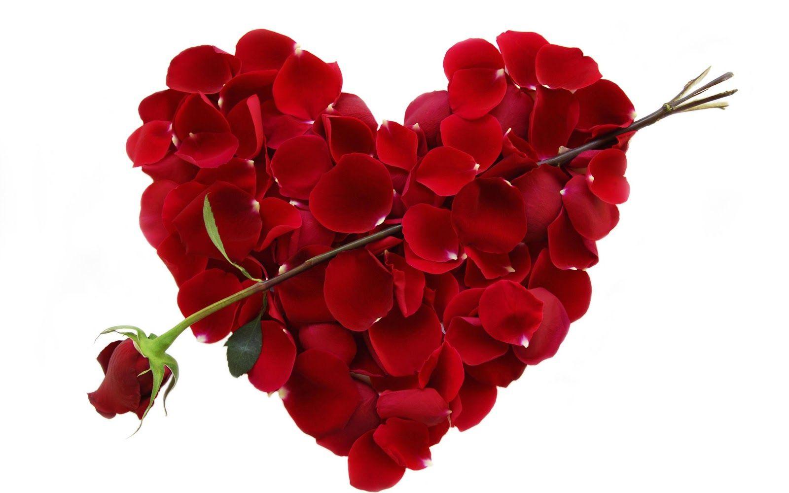 1600x1000 Uncovering the Secret Language of Valentine's Day Flowers
