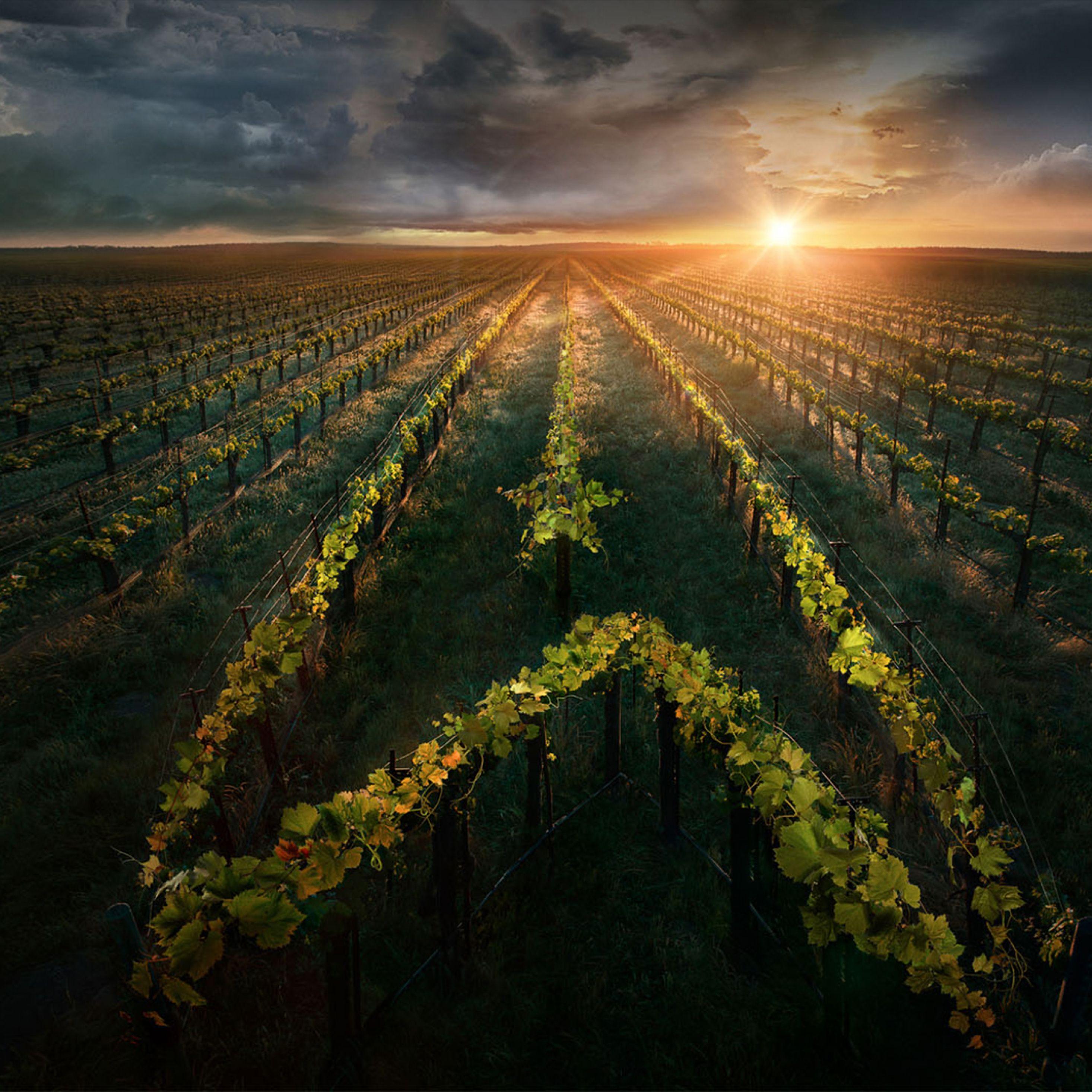 2932x2932 Star Trek Picard Poster iPad Pro Retina Display