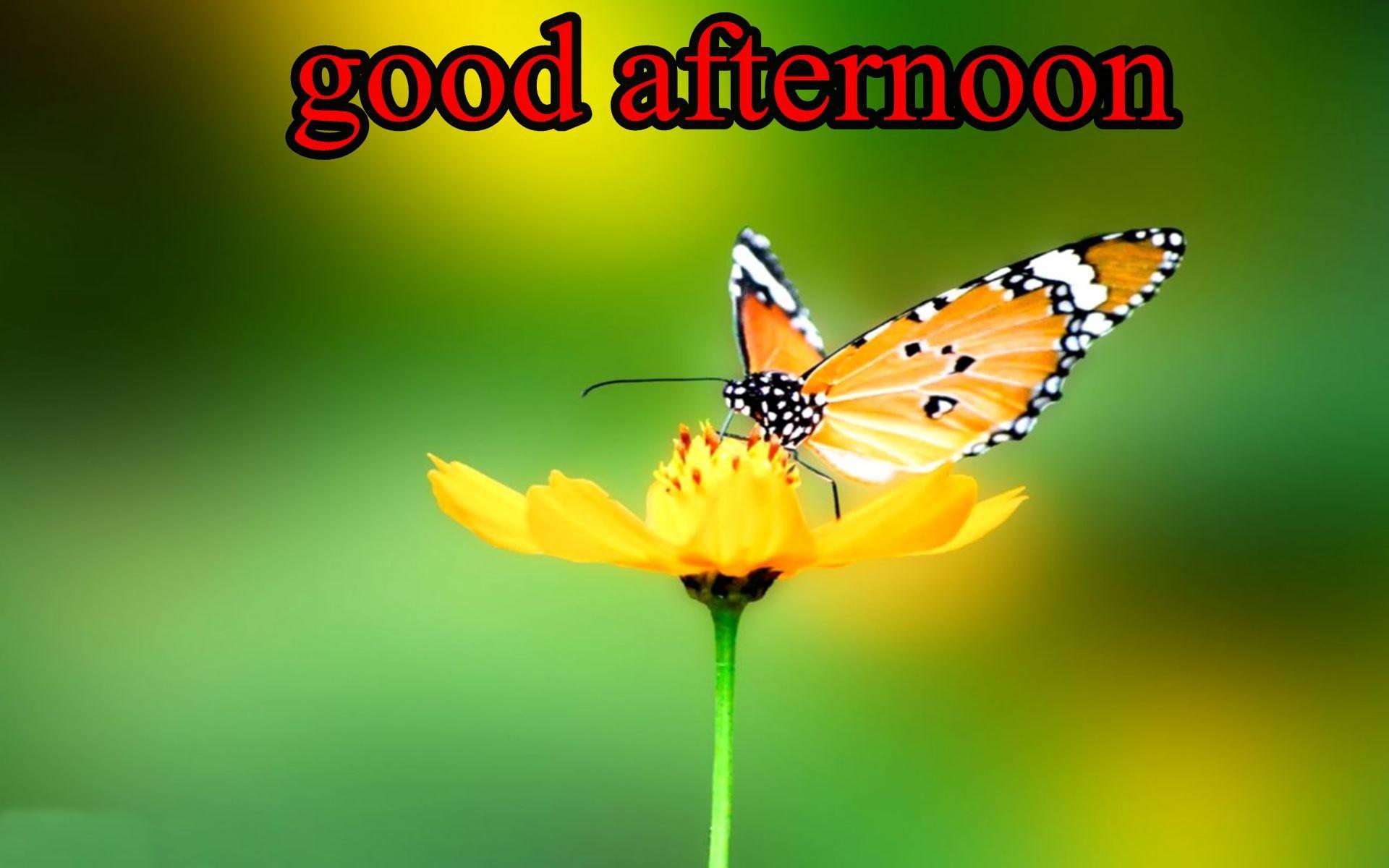 1920x1200 Good Afternoon Image