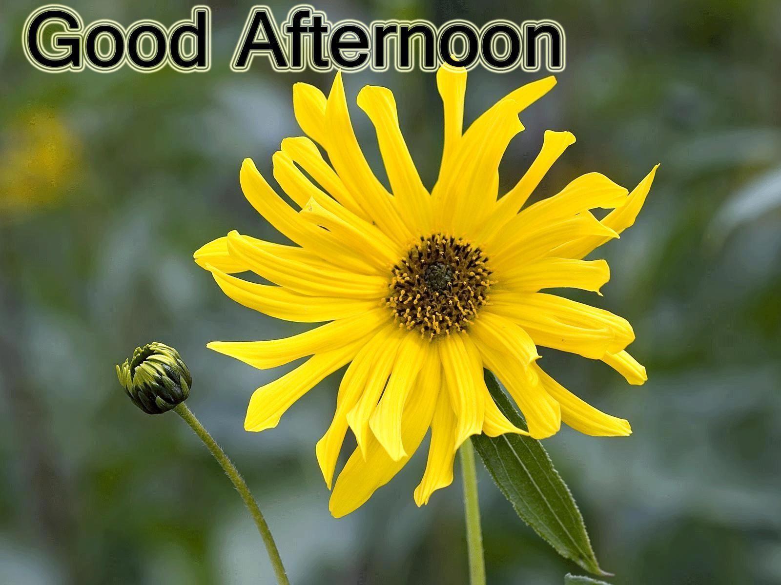 1600x1200 Good Afternoon Wallpaper 1600 × 1200. Afternoon quotes, Good