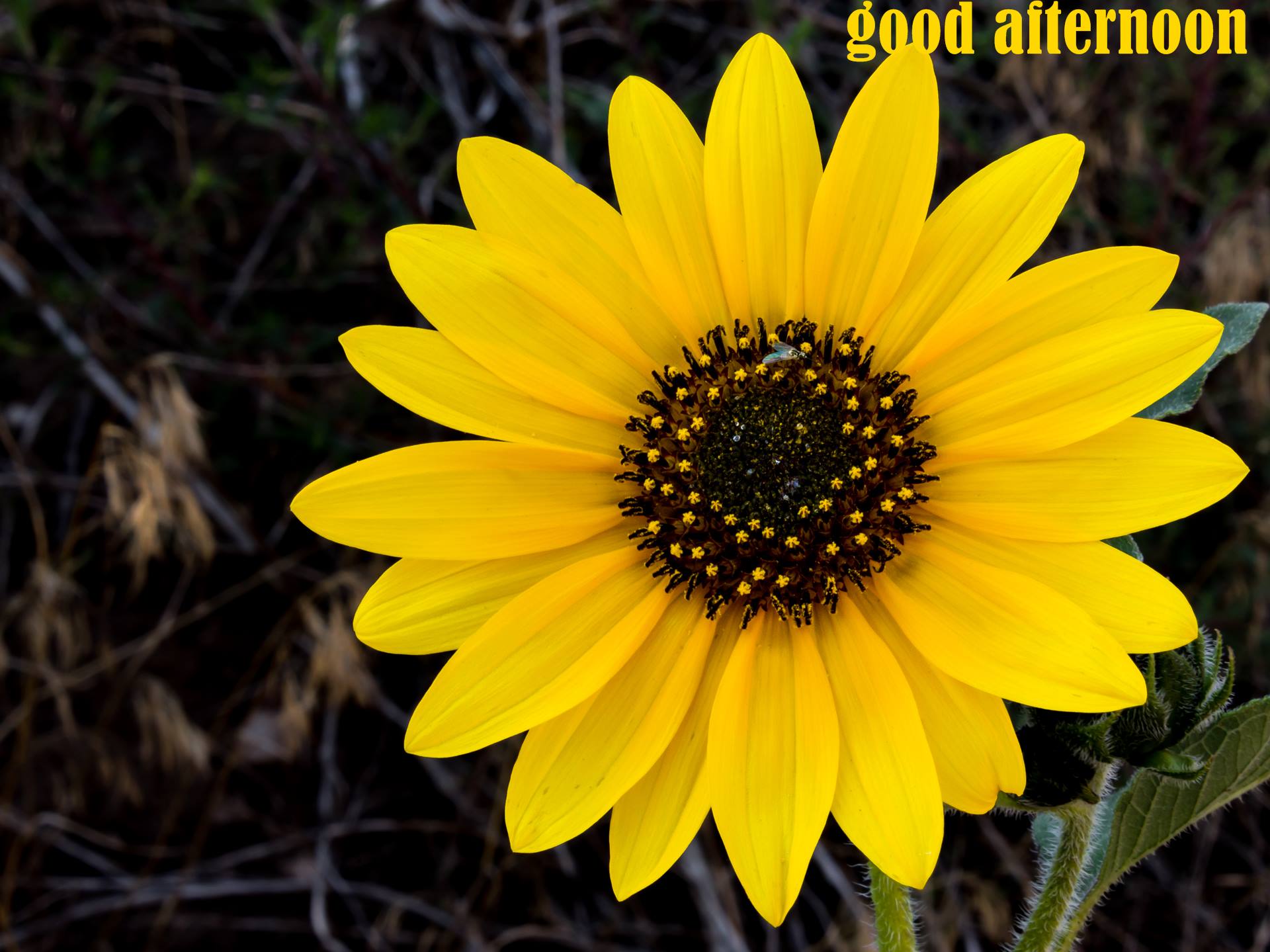 1920x1439 Good Afternoon Wallpaper