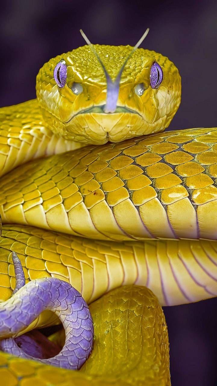 Yellow Snake Wallpapers - Top Free Yellow Snake Backgrounds ...