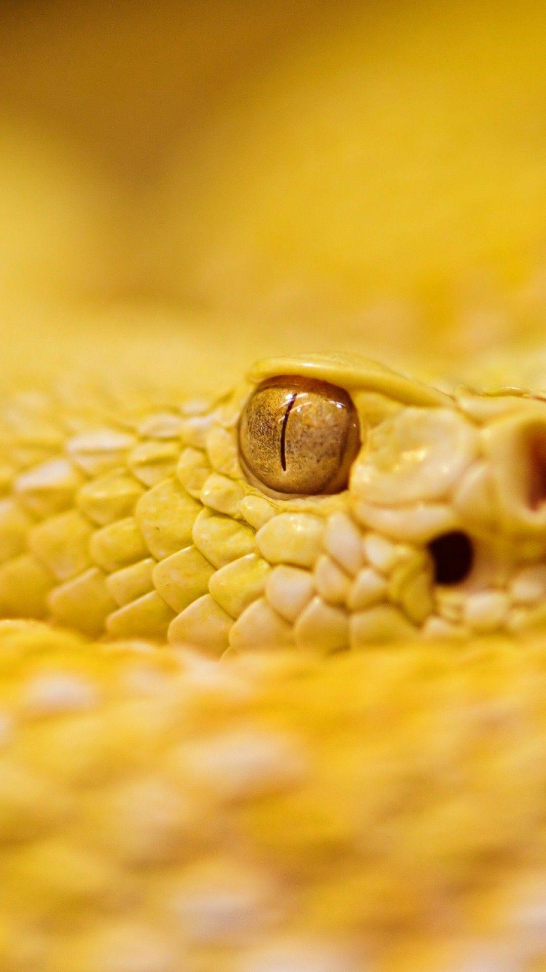 Yellow Snake Wallpapers - Top Free Yellow Snake Backgrounds ...