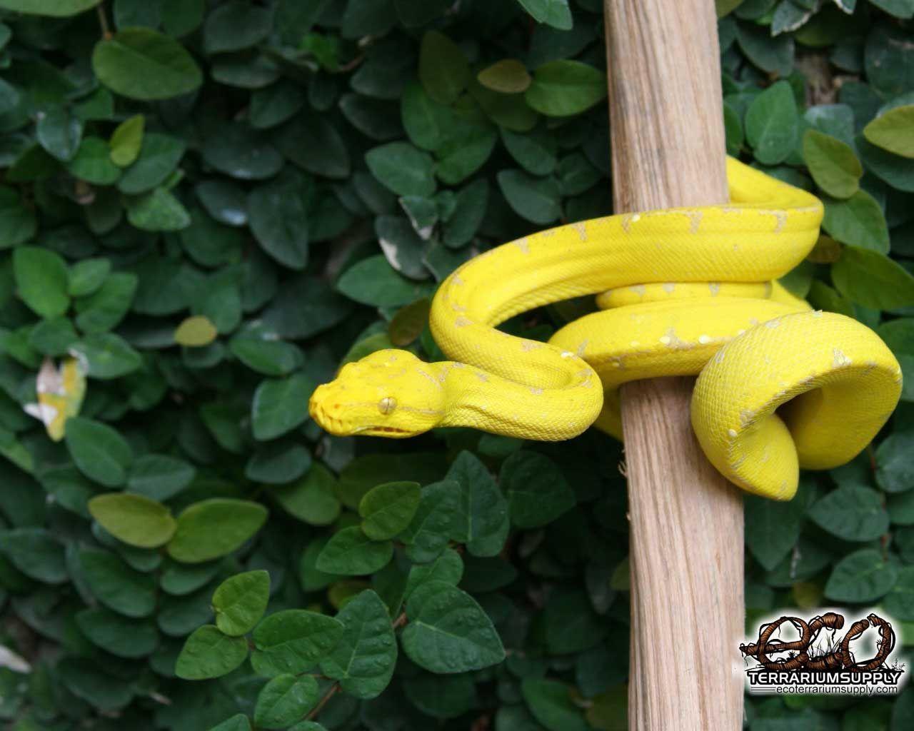 1280x1024 vicious #yellow. Yellow animals, Yellow snake, Pet snake