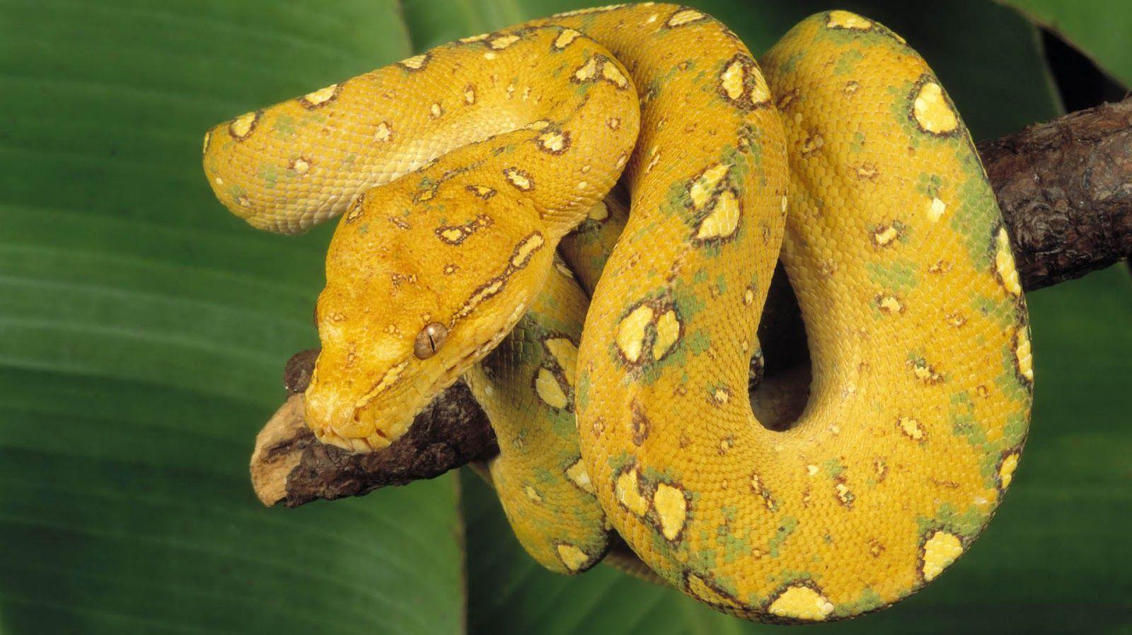 1600x898 Yellow snake wallpaper. HD Animals Wallpaper