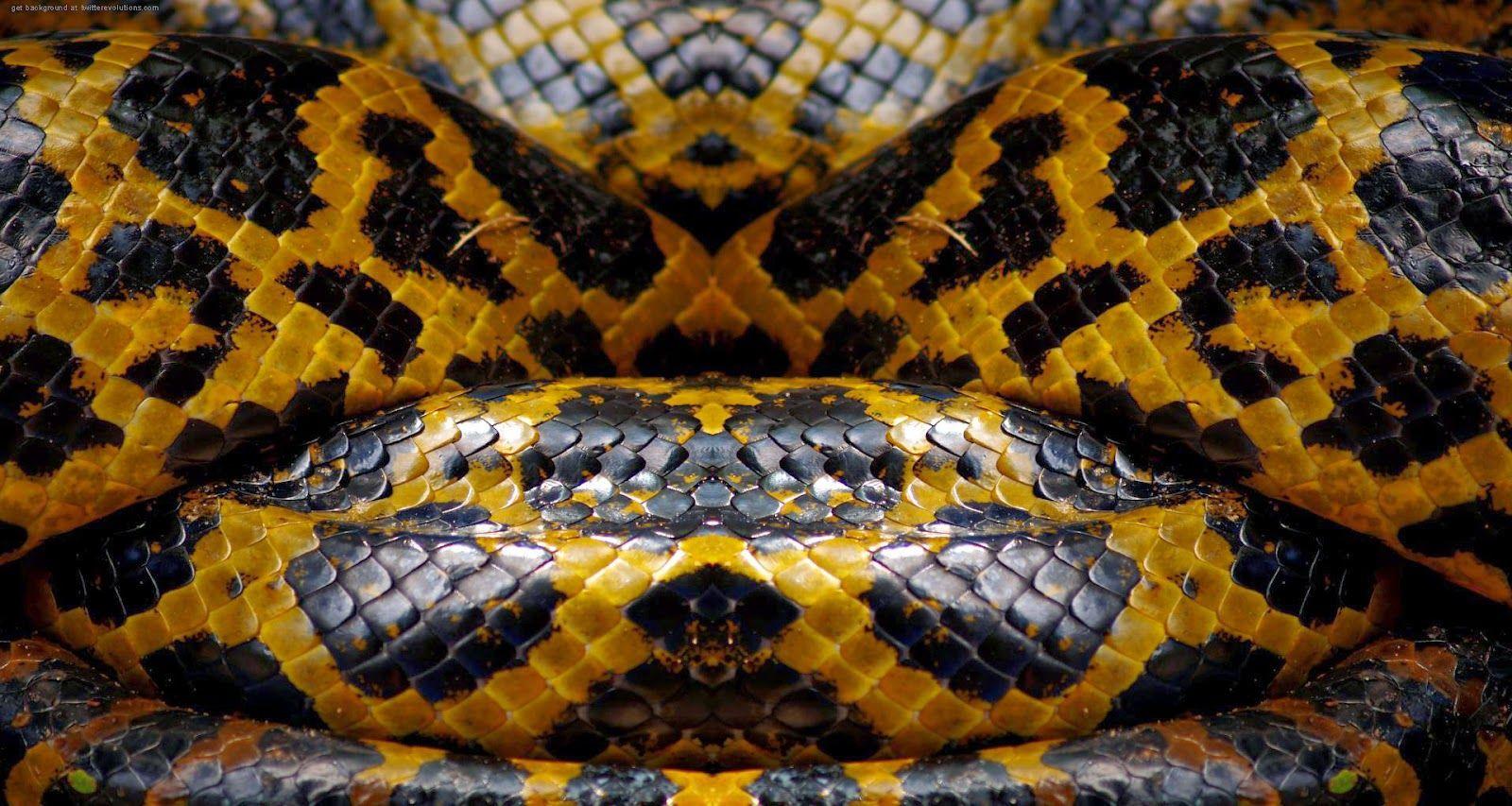 1600x853 Dwonload Snake Print New Wallpaper HD And Yellow Snake