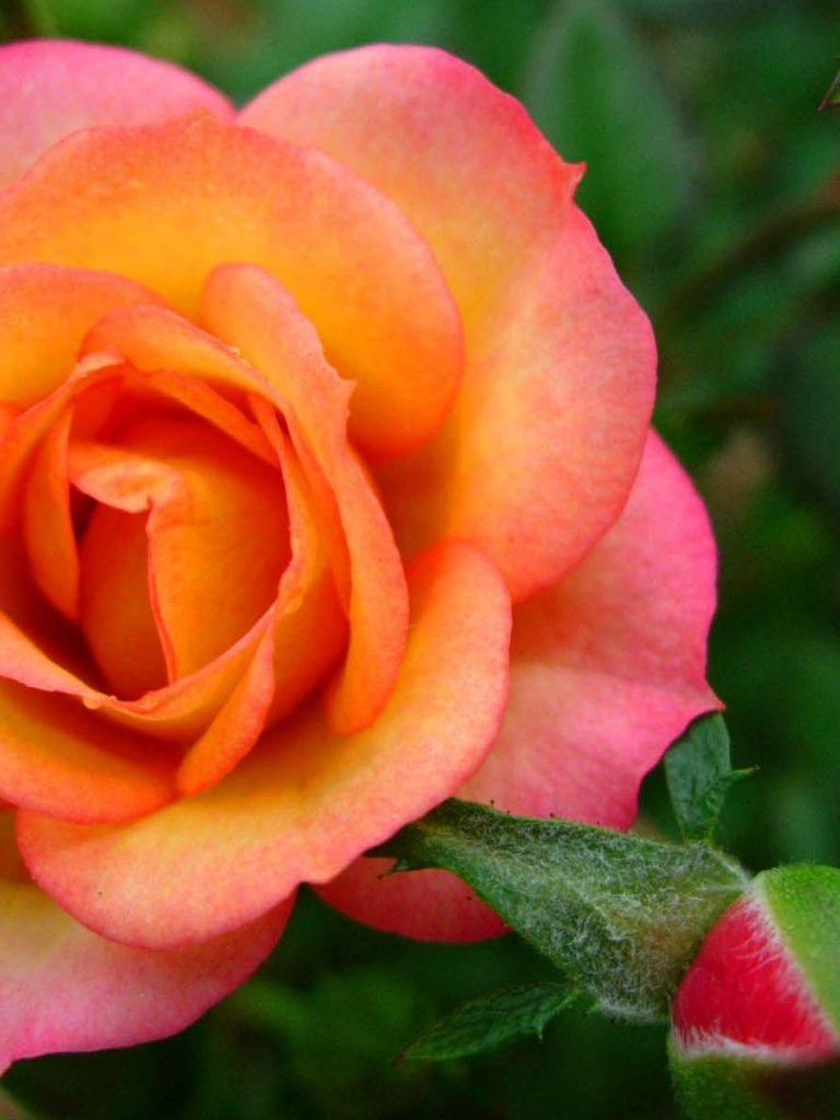 768x1024 Free download Orange pink rose 96913 High Quality and Resolution