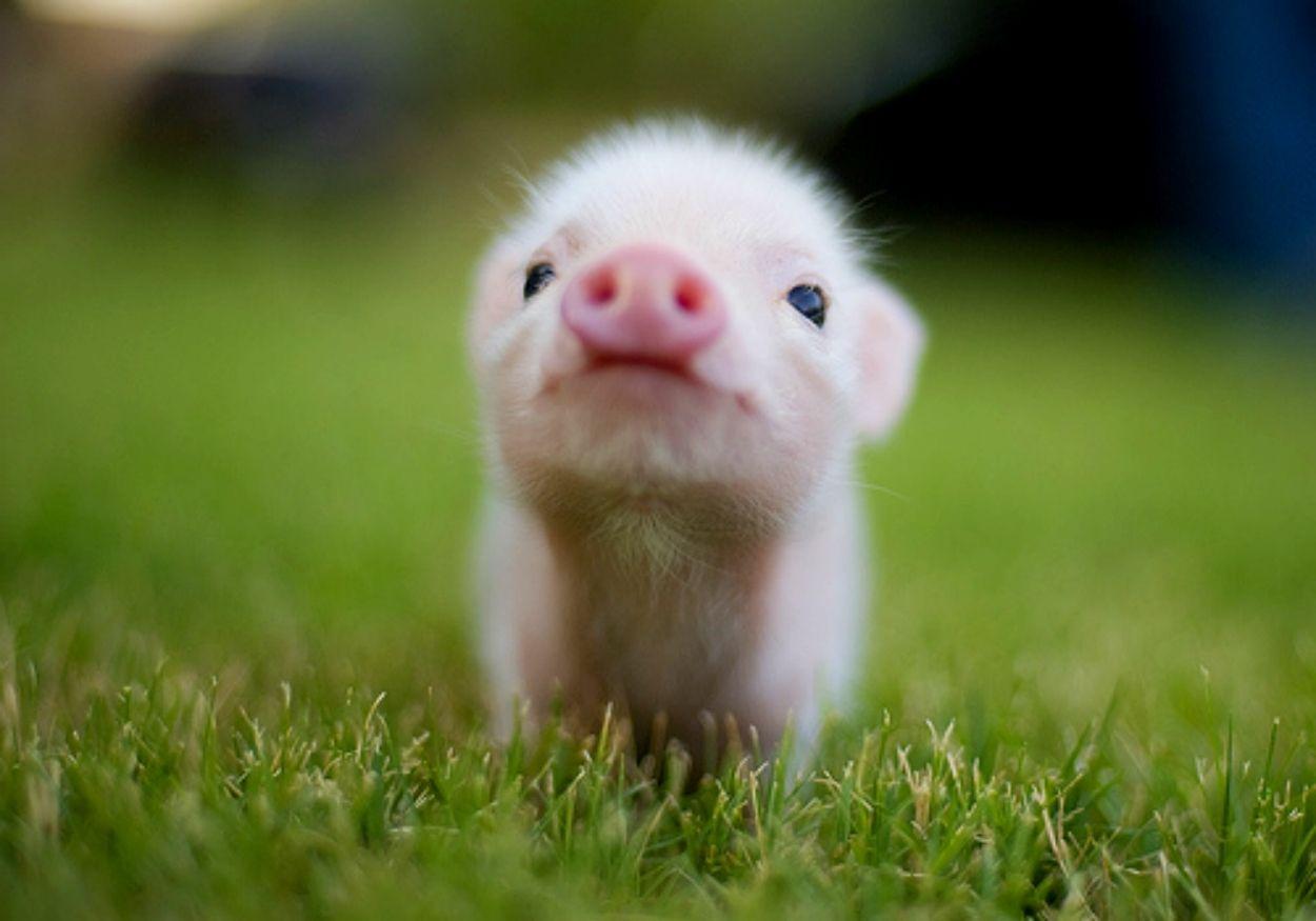 1250x875 Kawaii Animals Wallpaper