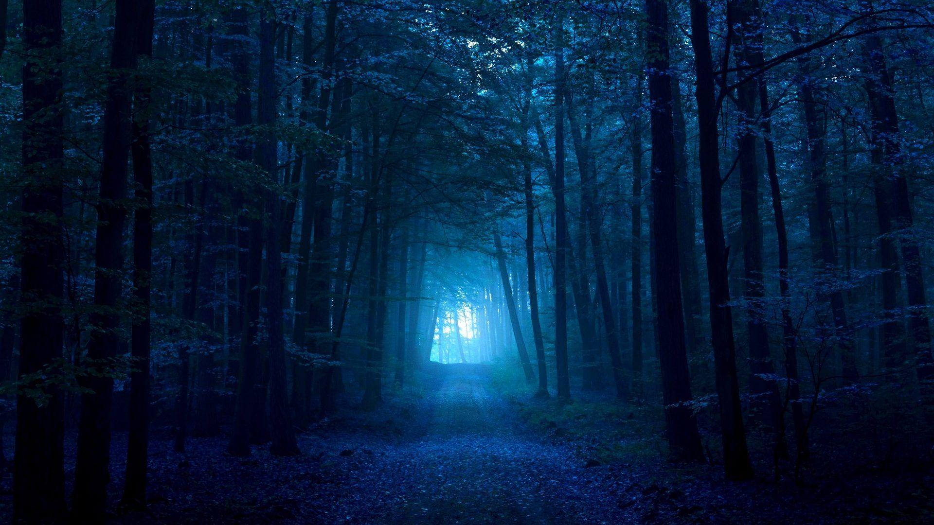 1920x1080 Forest: Dark Blue Forest Path Wallpaper Large Size for HD 16:9 High