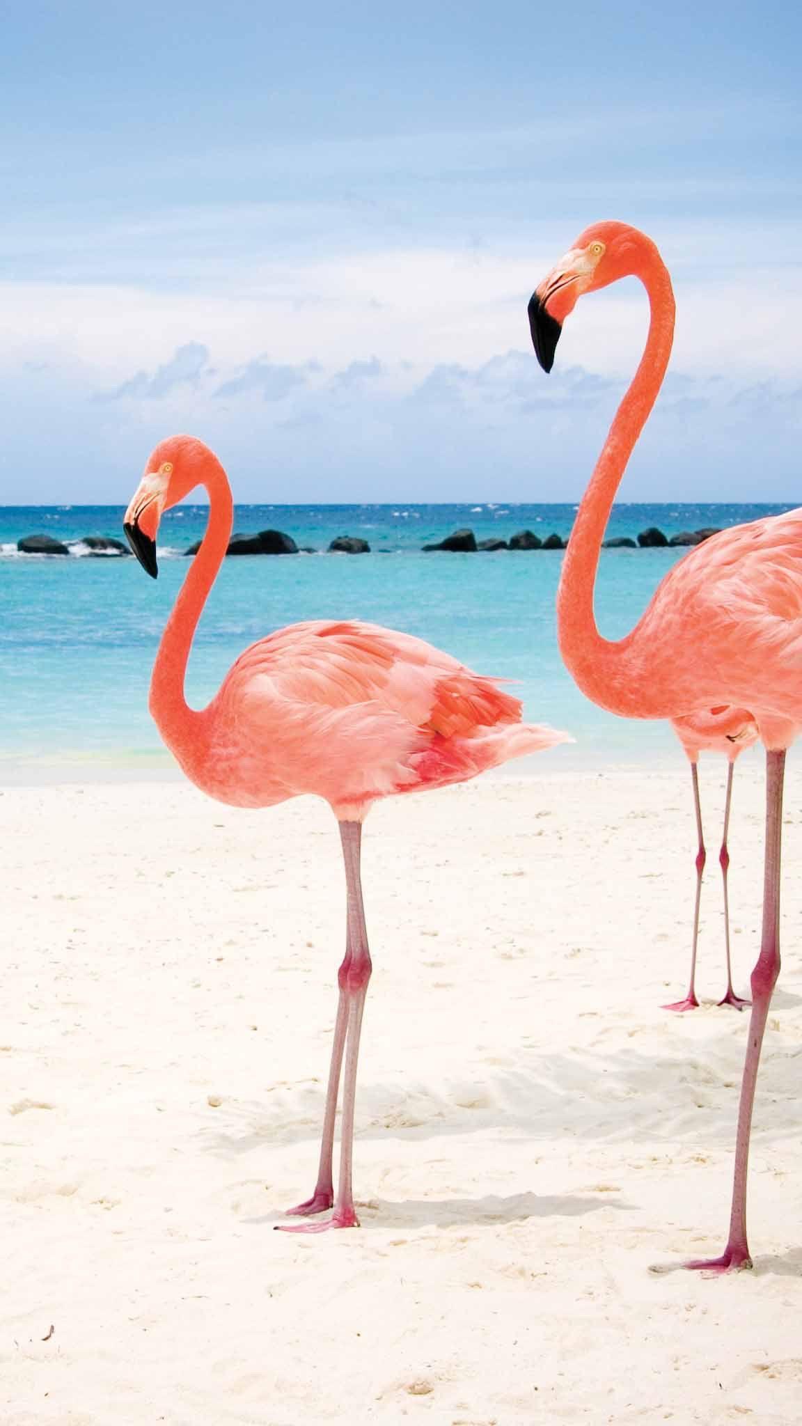1152x2048 HD Mobile Wallpaper, Kappboom. Flamingo, Flamingo beach, Flamingo
