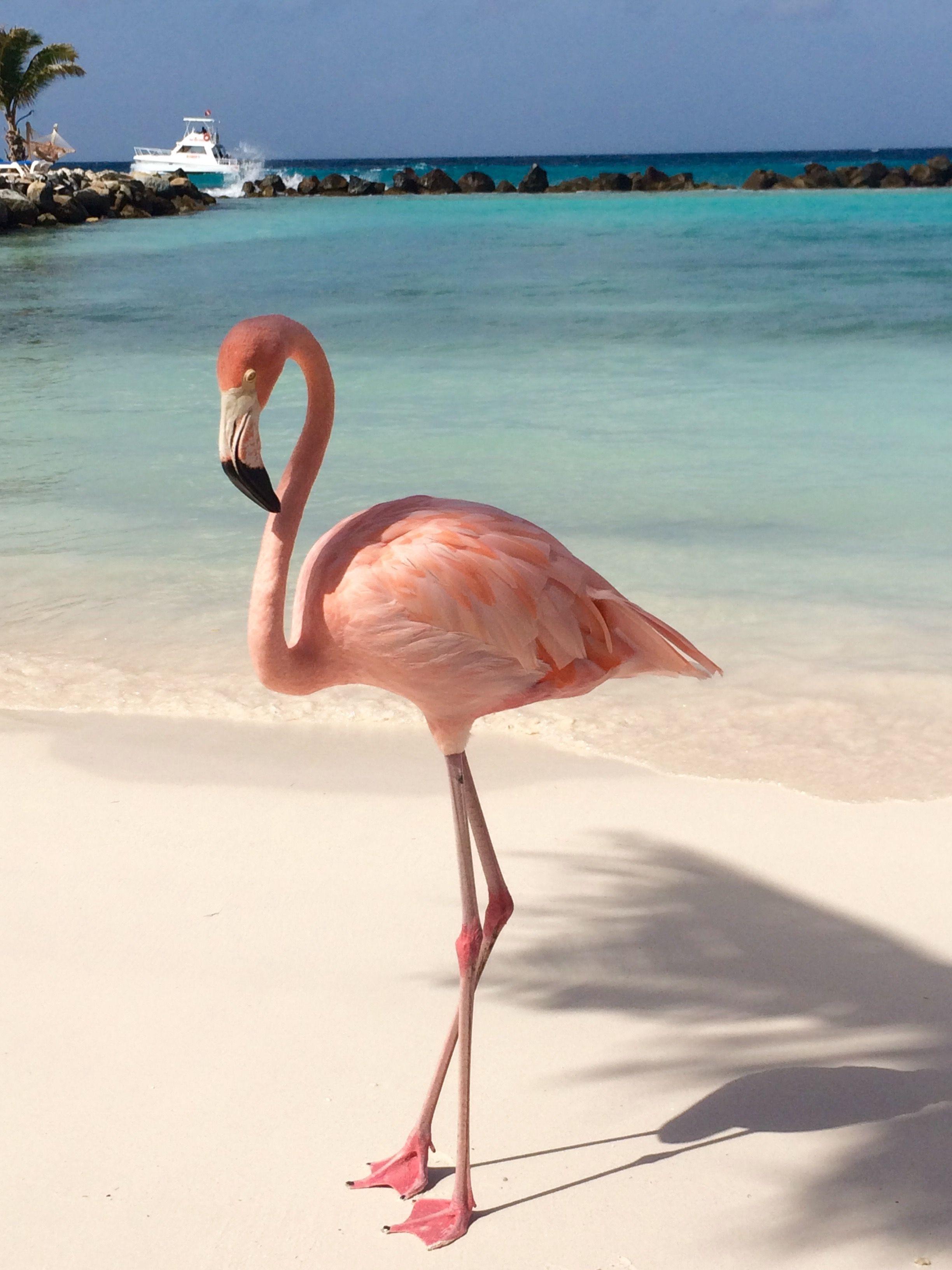 Flamingo Beach Wallpapers - Top Free Flamingo Beach Backgrounds