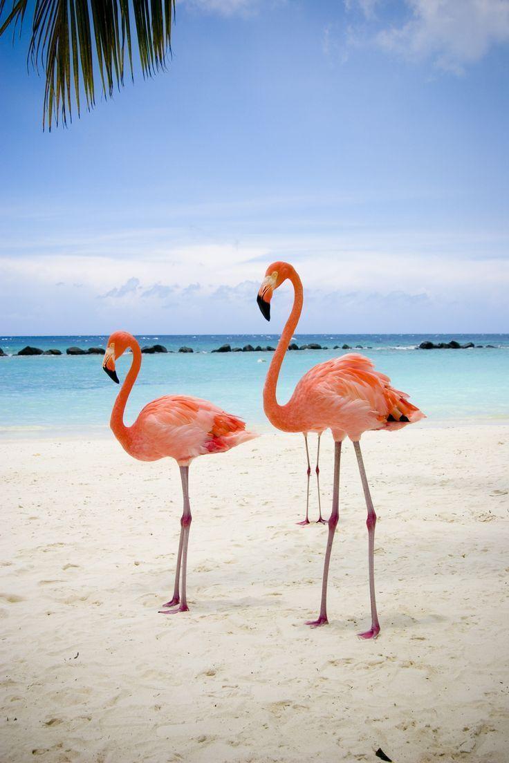 Flamingo Beach Wallpapers - Top Free Flamingo Beach Backgrounds