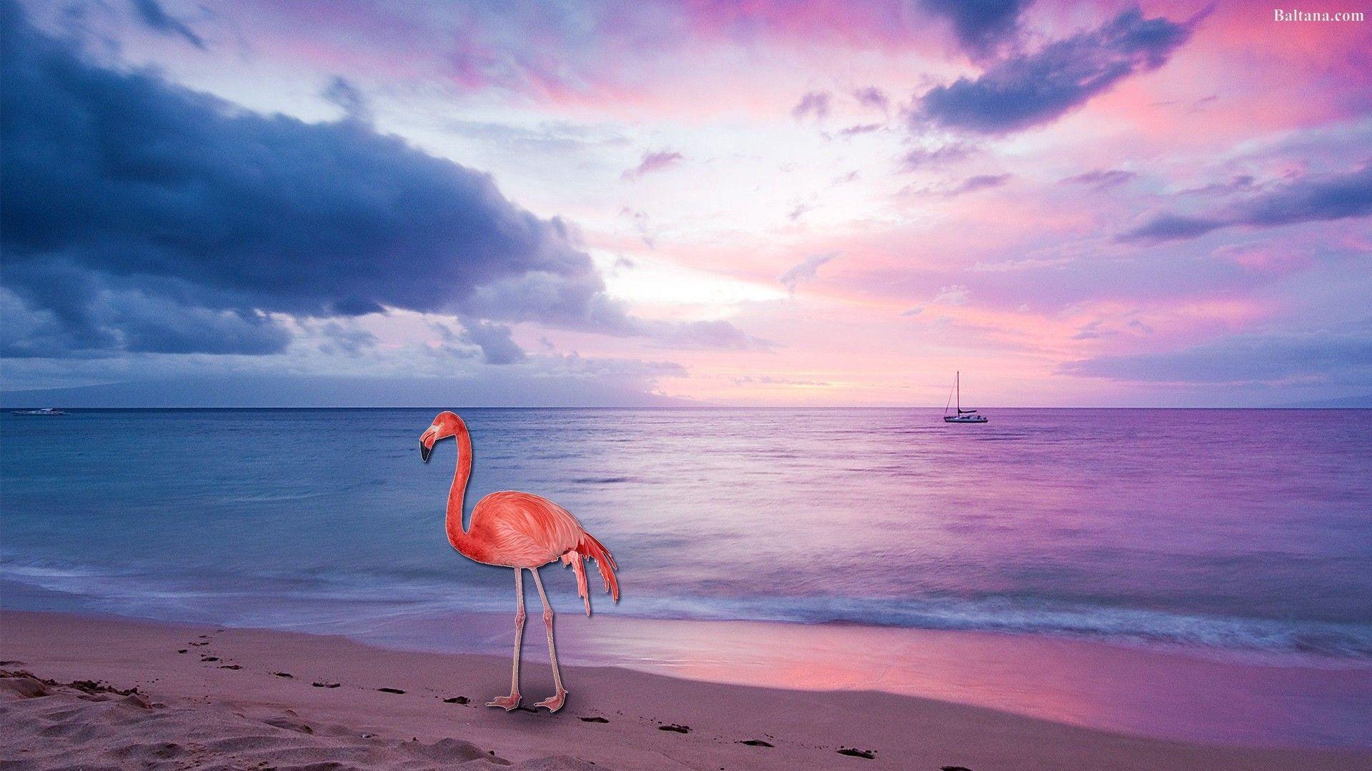 1920x1080 Flamingo HD Wallpaper Flowers Wallpaper iPhone, Download
