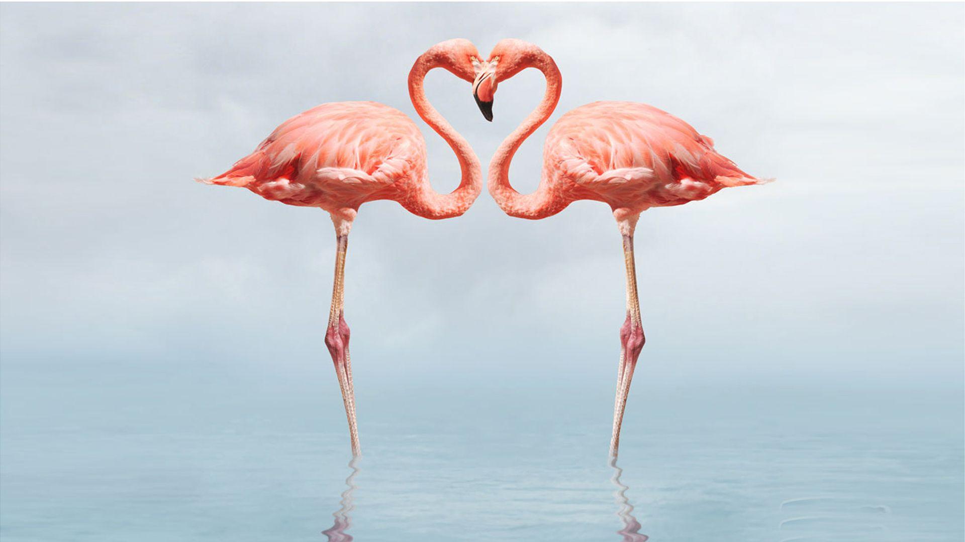 Flamingo Beach Wallpapers - Top Free Flamingo Beach Backgrounds - WallpaperAccess