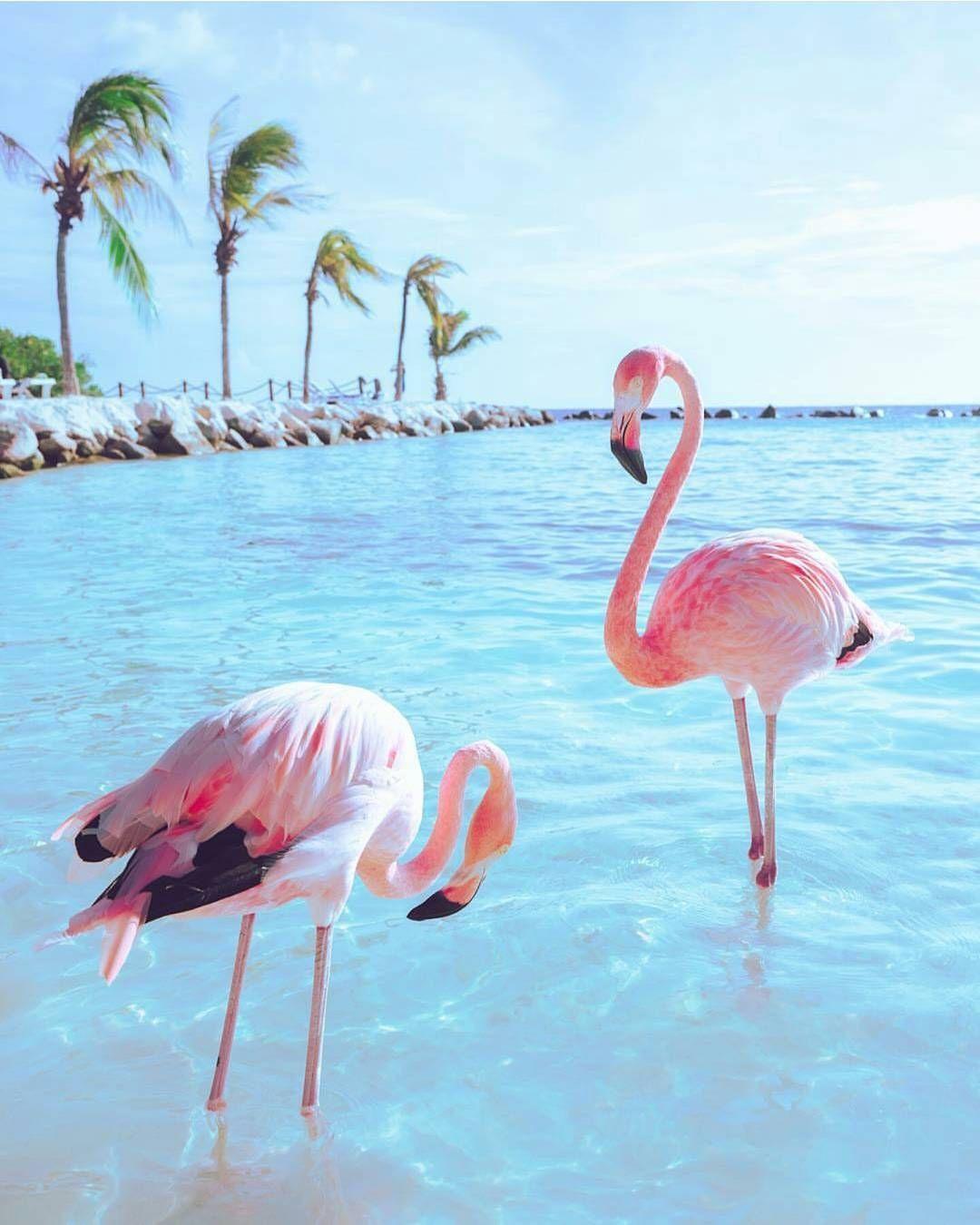 Flamingo Beach Wallpapers - Top Free Flamingo Beach Backgrounds - WallpaperAccess