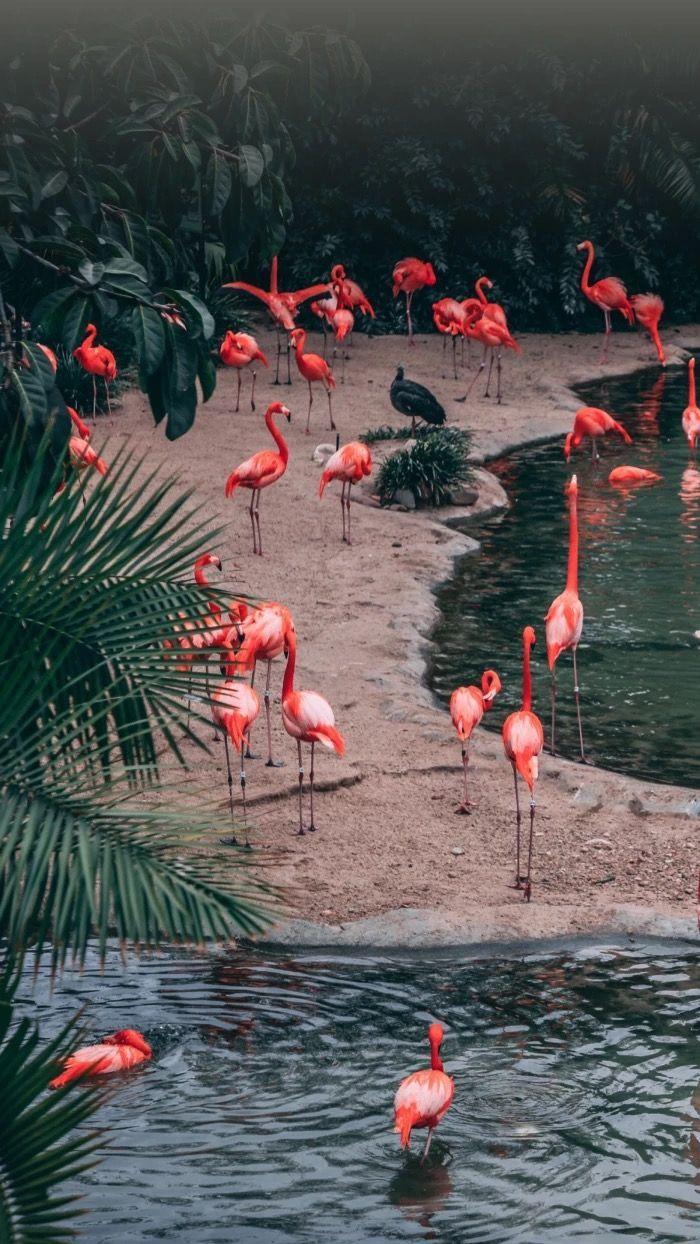 700x1244 HiddenHebrewess ♡. Flamingo picture, Flamingo wallpaper, Nature