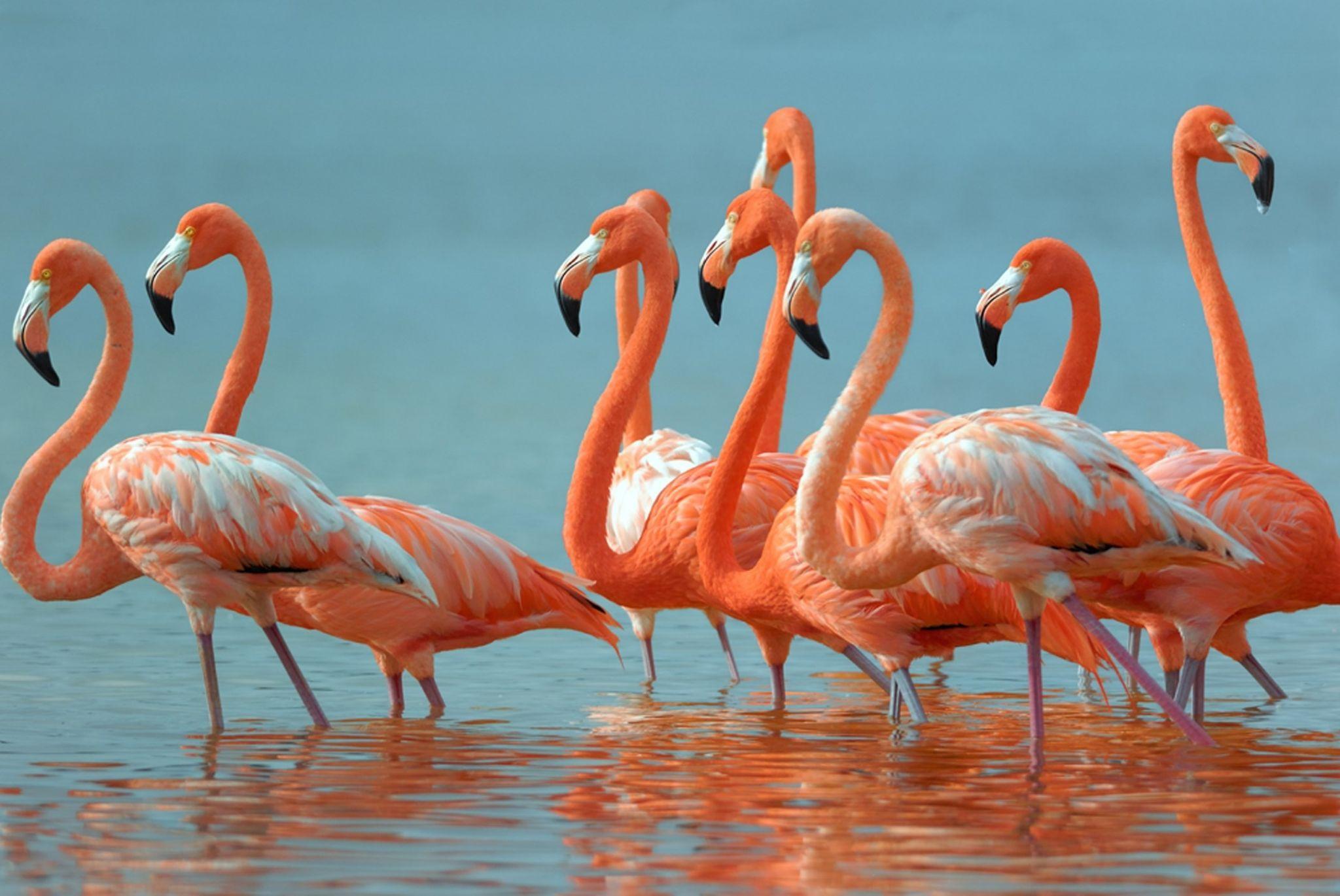 4k Flamingo Wallpapers Top Free 4k Flamingo Backgrounds Wallpaperaccess