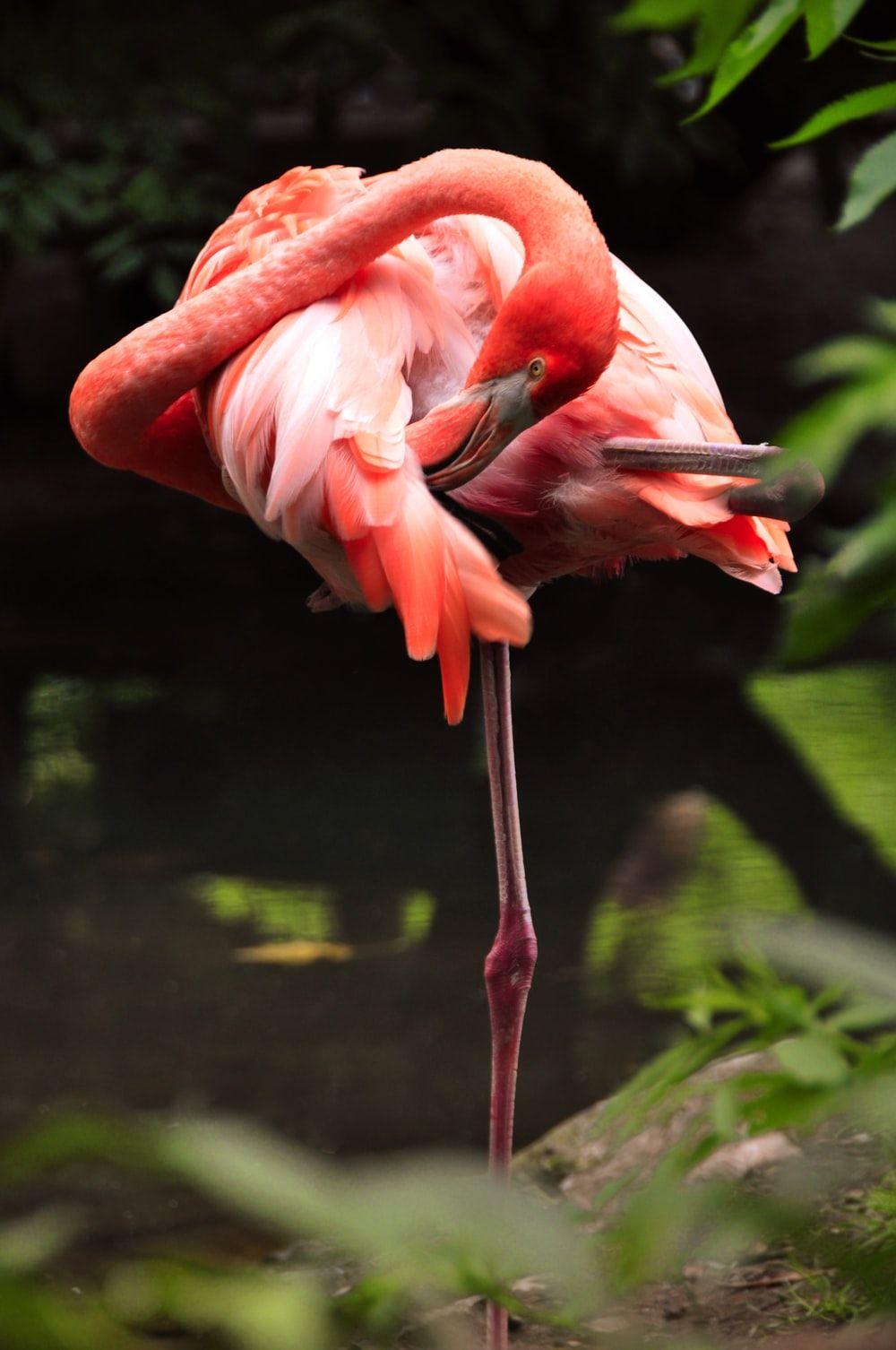 1000x1506 Flamingo Wallpaper: Free HD Download [HQ]