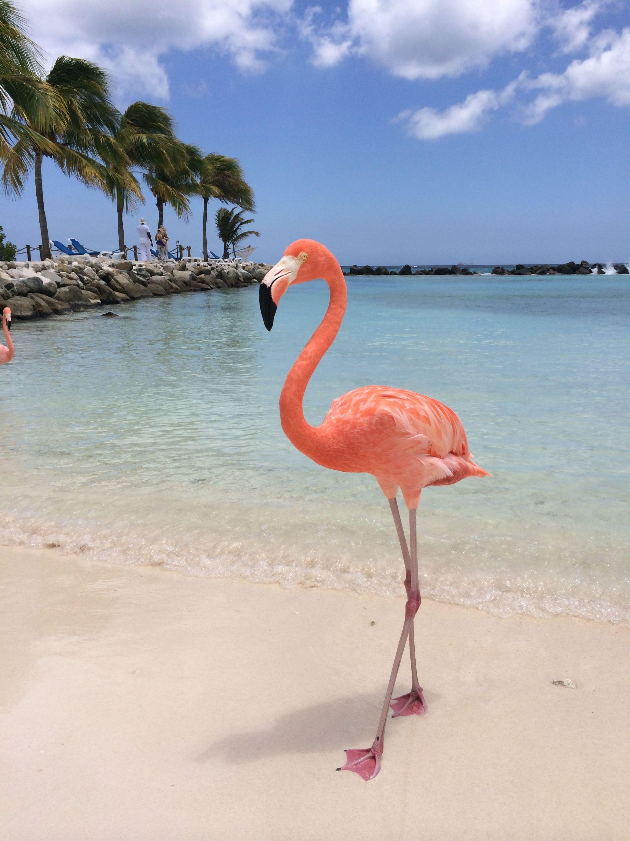 Flamingo Beach Wallpapers - Top Free Flamingo Beach Backgrounds