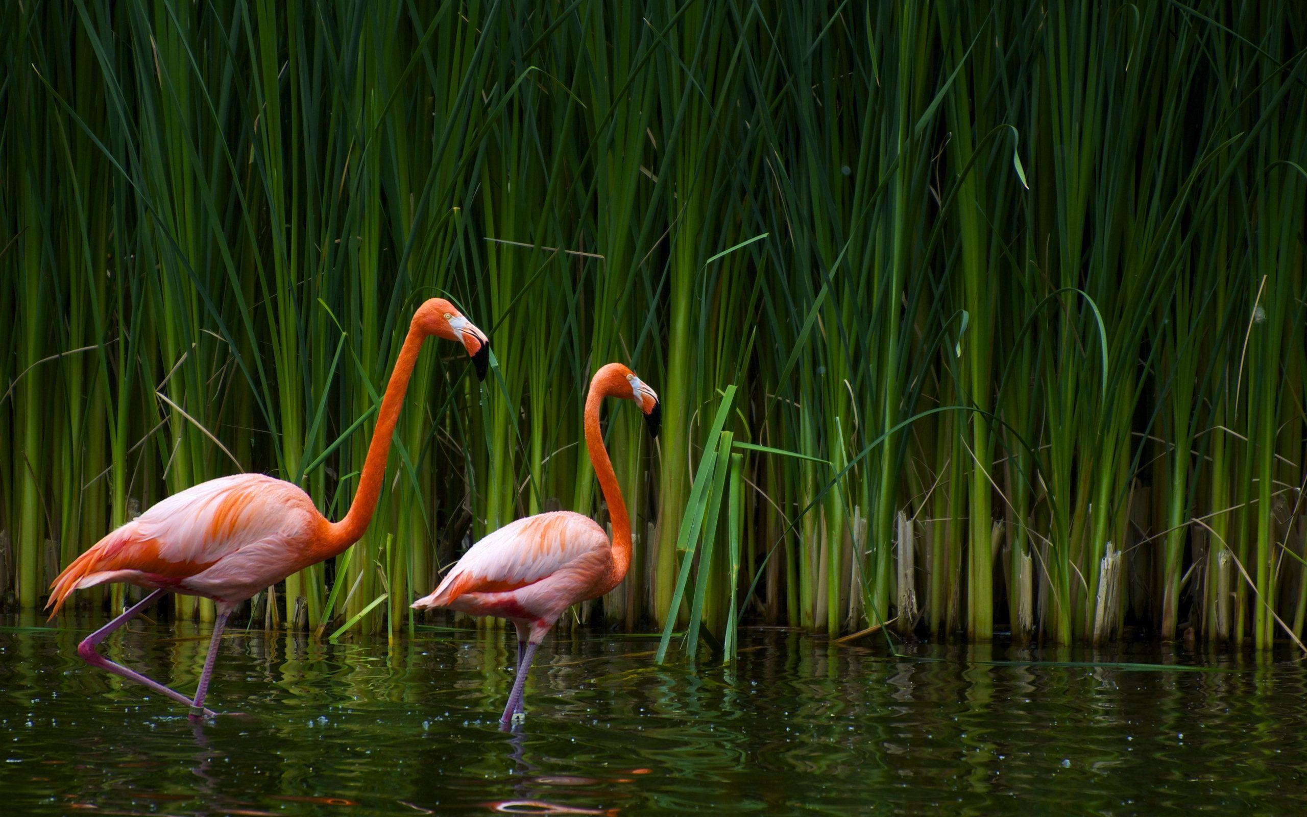 2560x1600 Flamingo Wallpaper