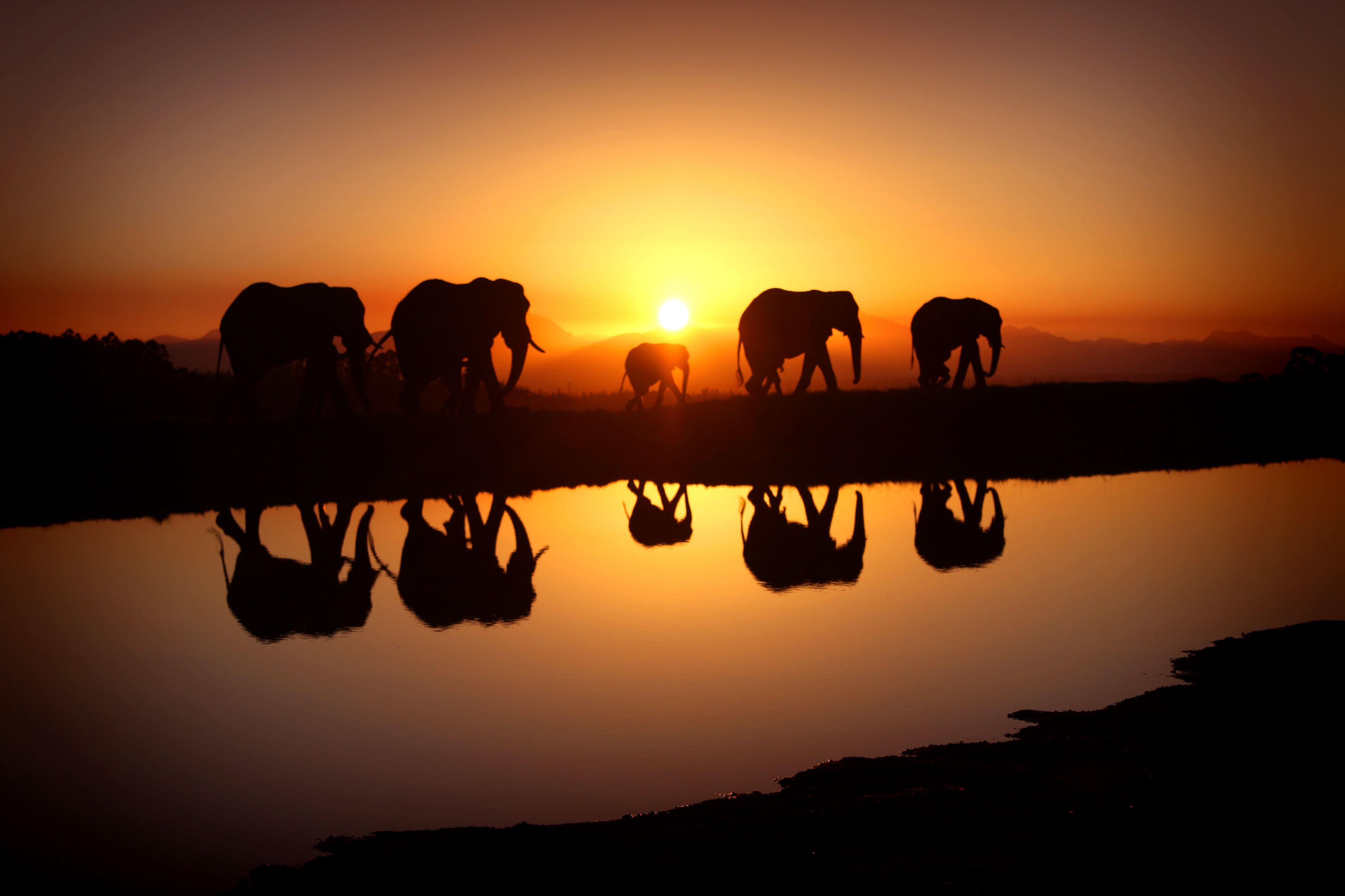 3888x2592 Free download Elephant Computer Wallpaper Desktop Background 3888x2592 ID [3888x2592] for your Desktop, Mobile & Tablet. Explore Elephant Desktop Wallpaper. Elephant Wallpaper for Walls, Elephant Wallpaper, Baby