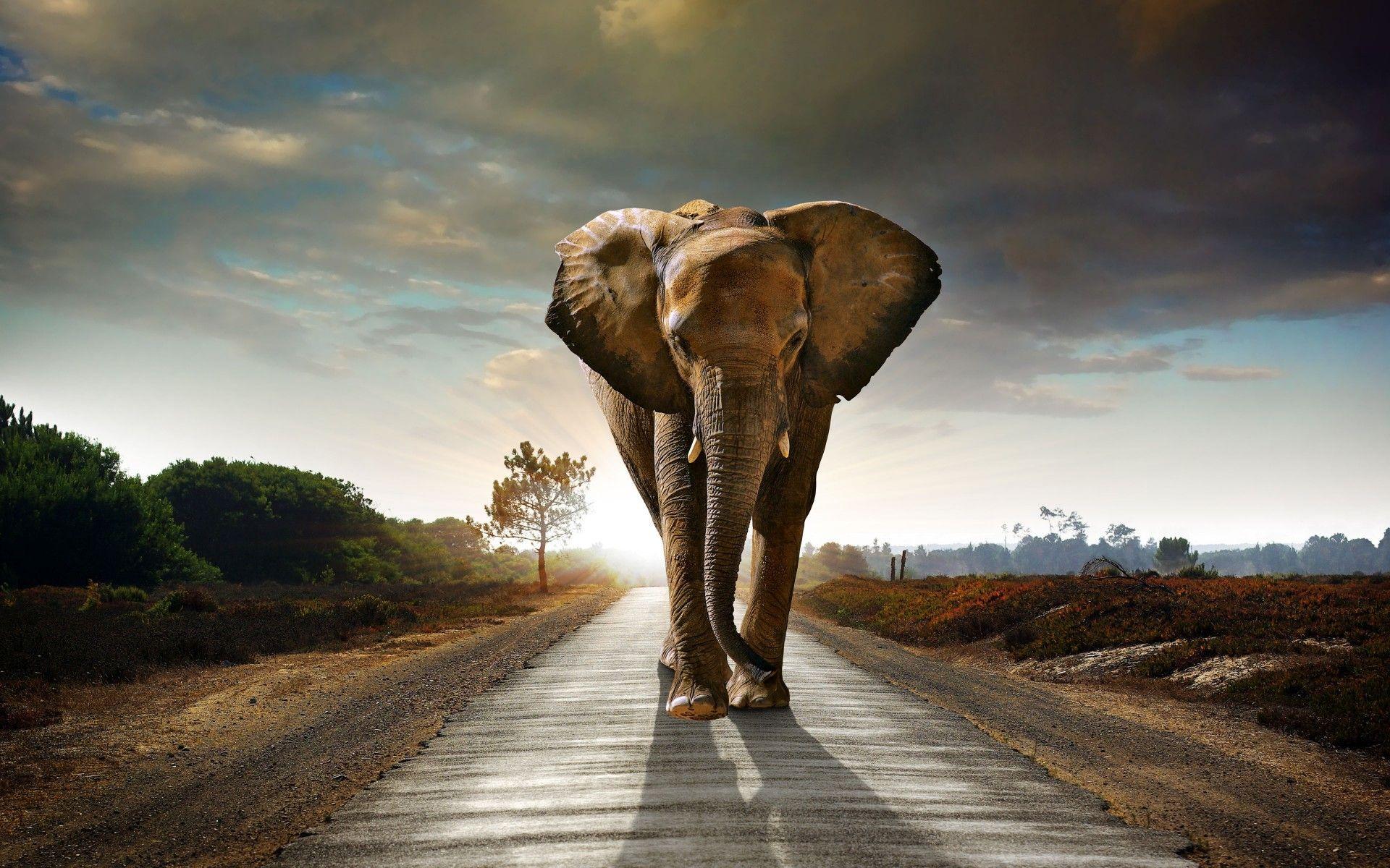 1920x1200 Elephant Desktop Wallpaper