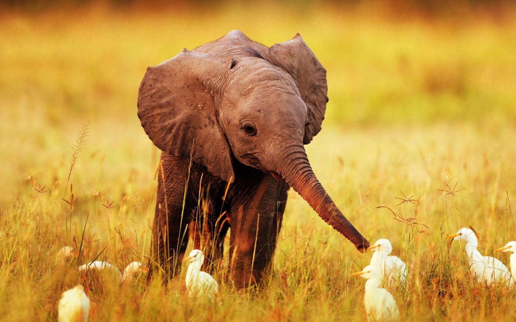 1680x1050 Elephant Background For Desktop