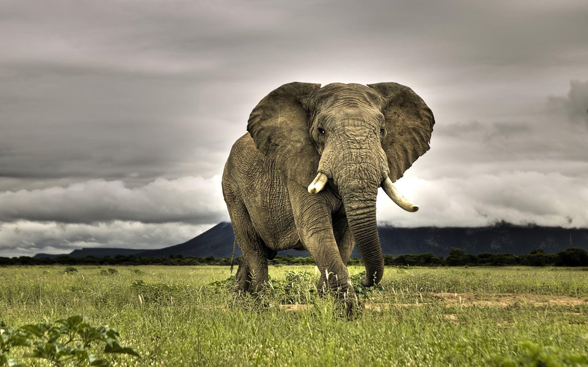 1920x1200 Elephant Computer Wallpaper