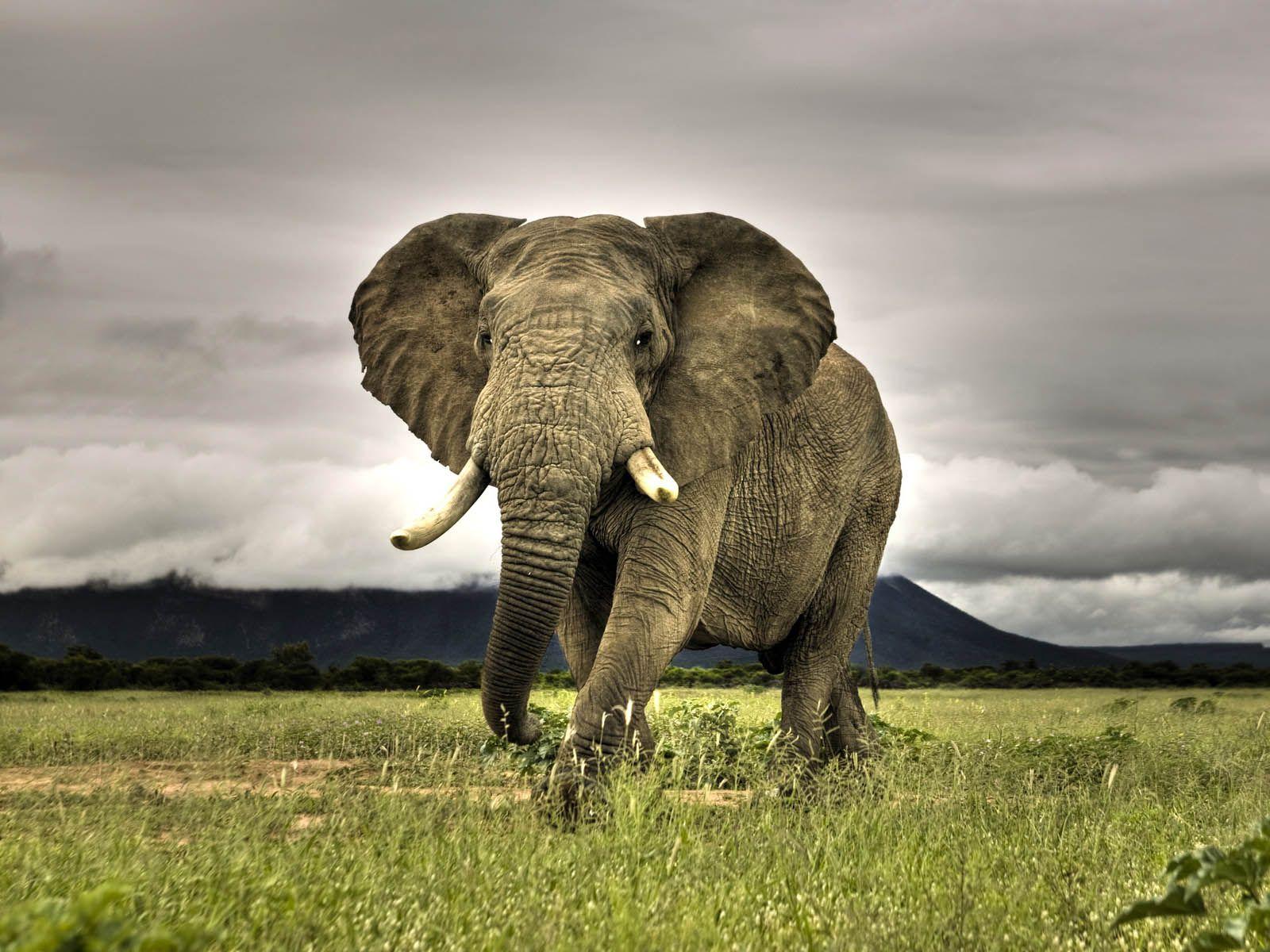 1600x1200 wallpaper: Elephant Wallpaper