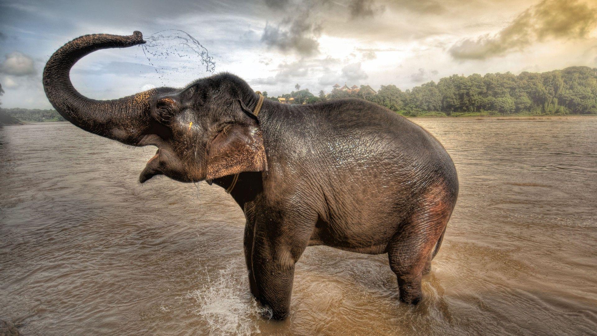 1920x1080 Happy Elephant Desktop Wallpaper 62572 1920x1080px