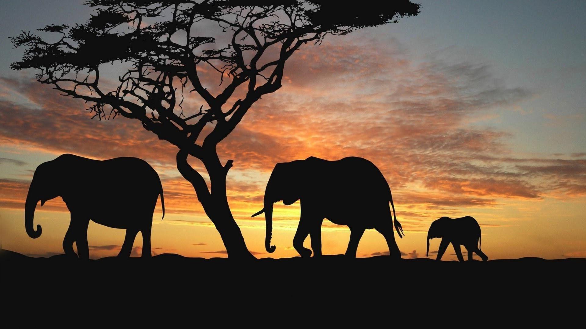 1920x1080 Family of elephants coming across the Prairie