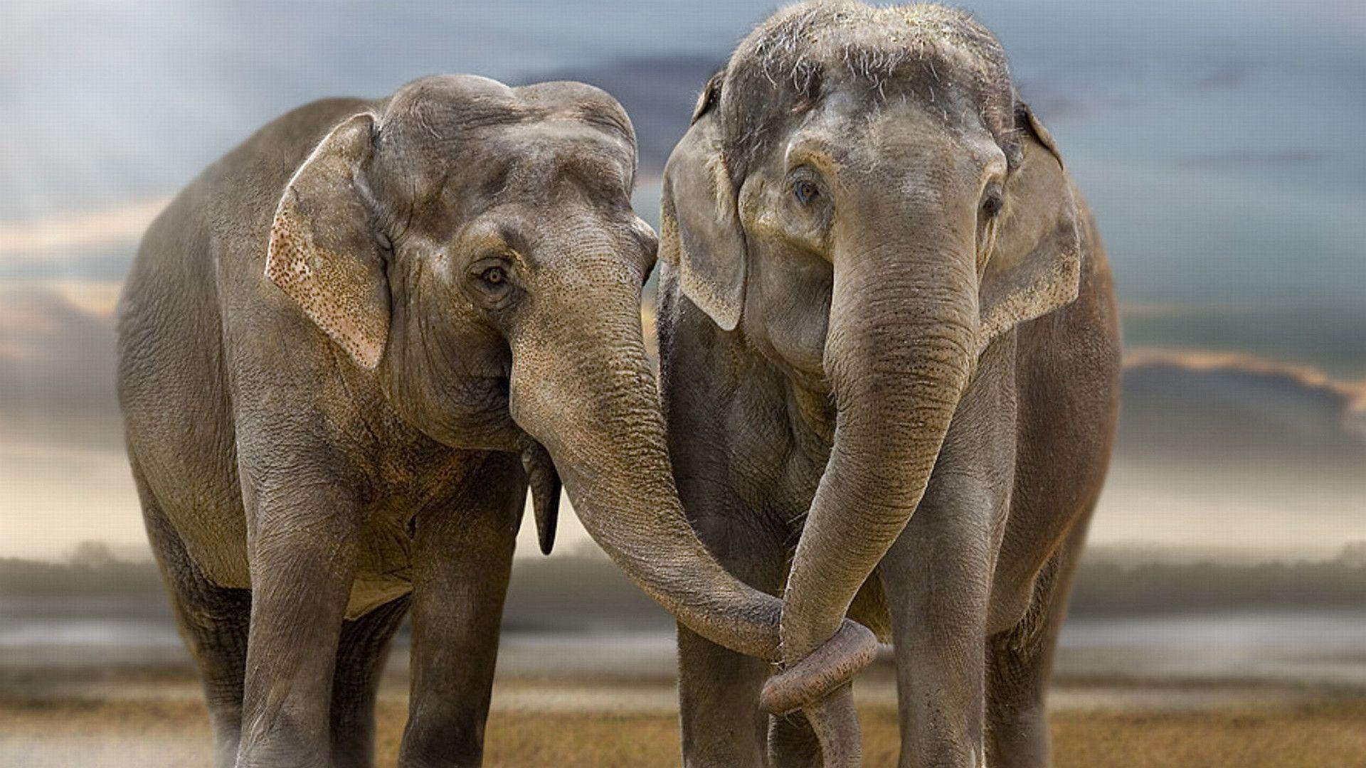 1920x1080 Elephant Desktop Background