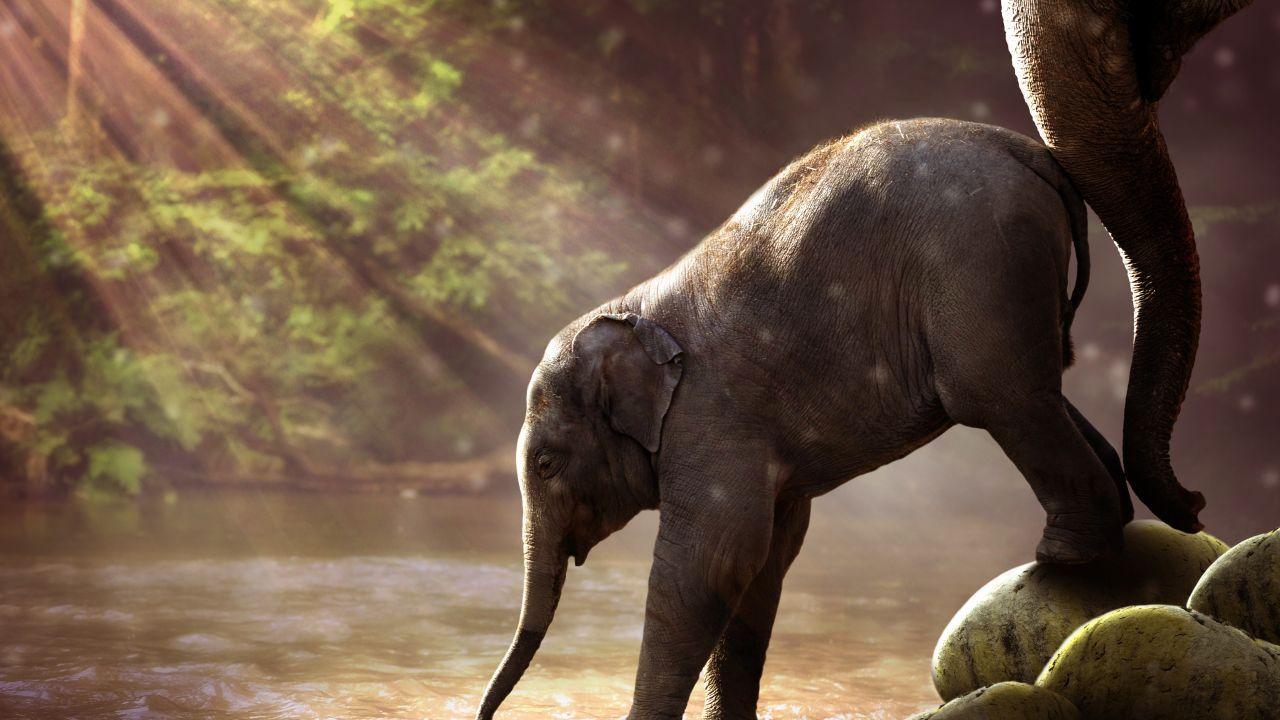 1280x720 Wallpaper Baby elephant, Mammals, Elephants, Sunlight, River, Forest, 4K, 8K, Animals,. Wallpaper for iPhone, Android, Mobile and Desktop