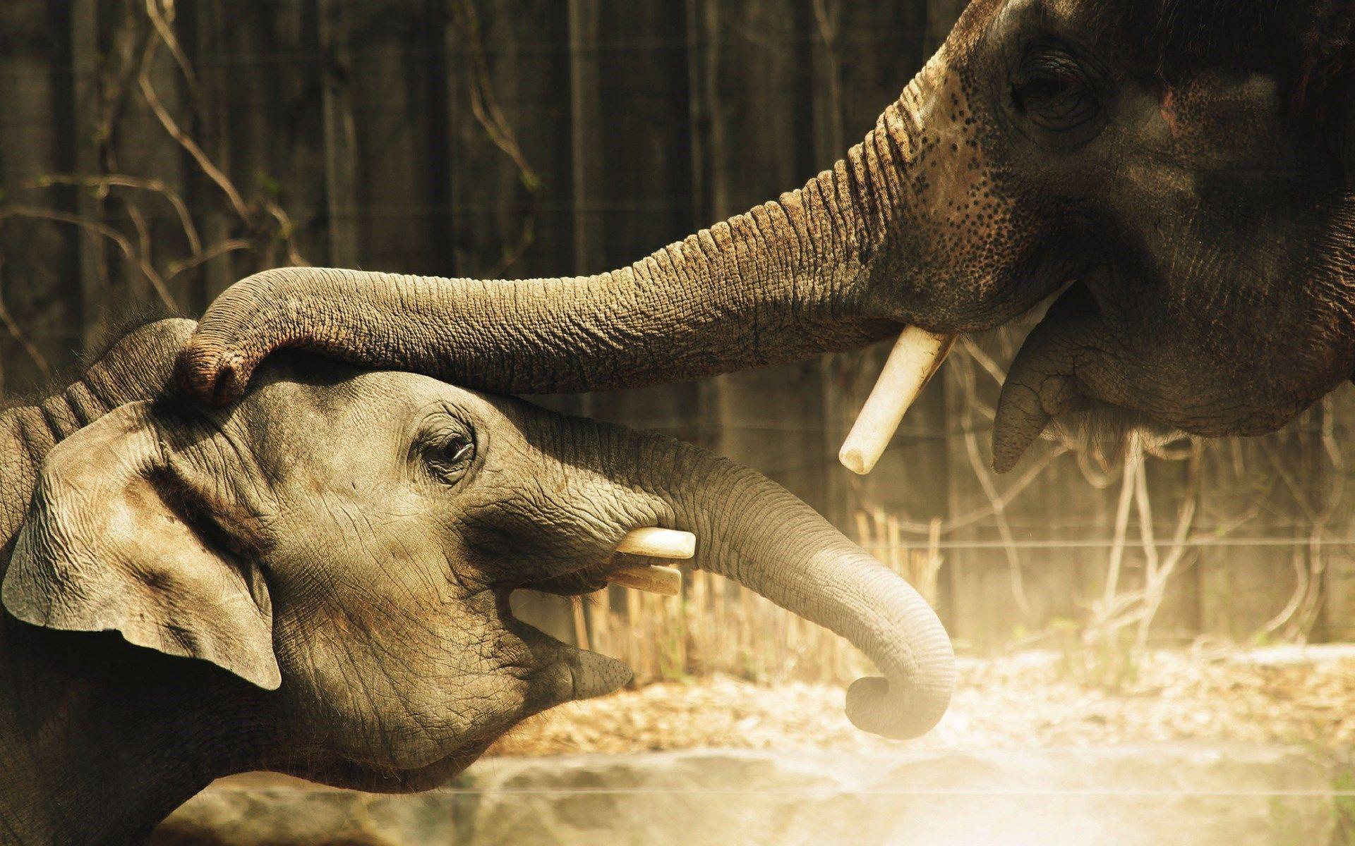 1920x1200 Free download Elephant Wallpaper Desktop Wallpaper [1920x1200] for your Desktop, Mobile & Tablet. Explore Elephant Wallpaper for Desktop. Elephant Wallpaper for Walls, Elephant Wallpaper, Baby Elephant Desktop Wallpaper