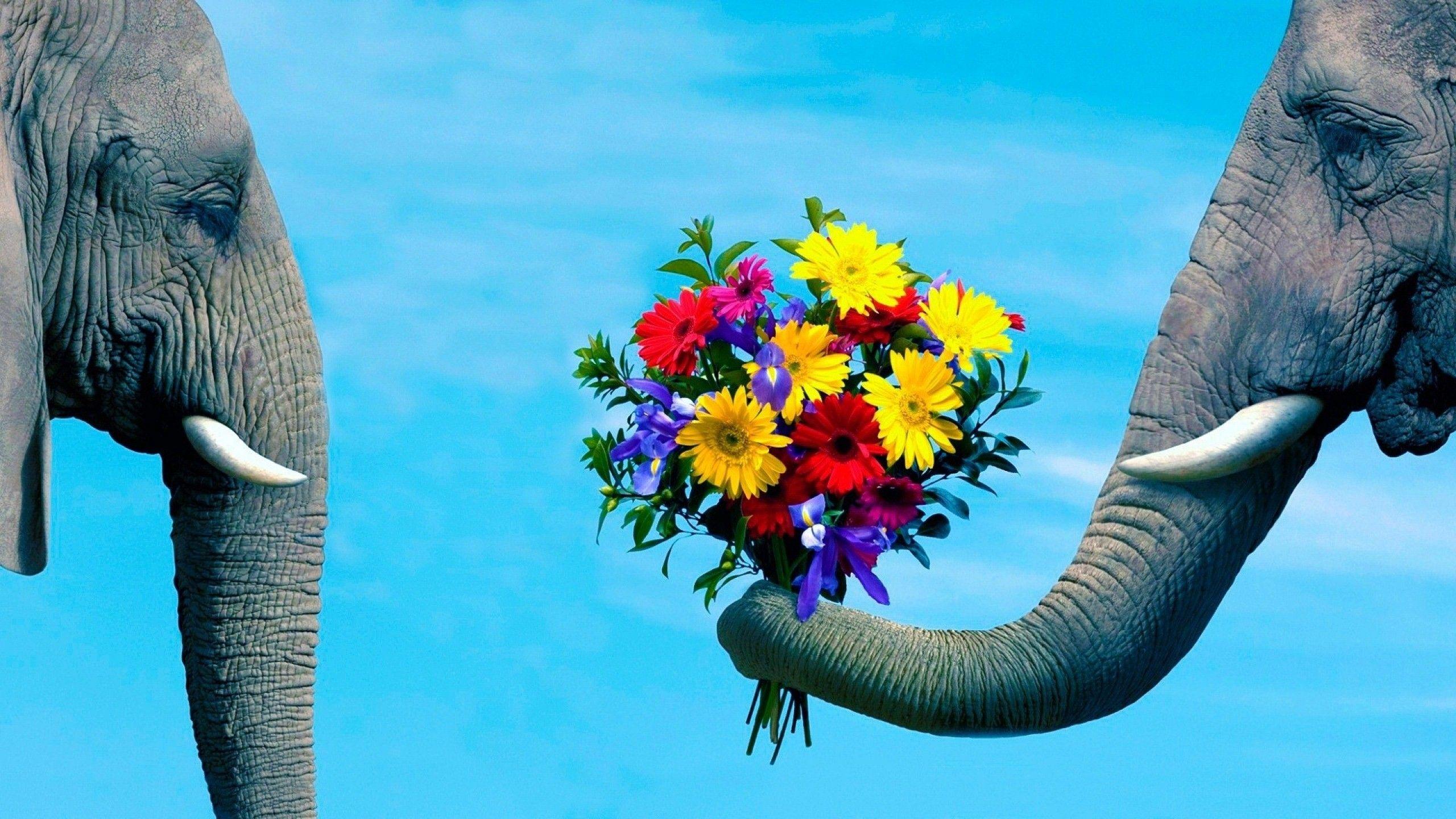 2560x1440 Mac Desktop Background Elephant, Download Wallpaper