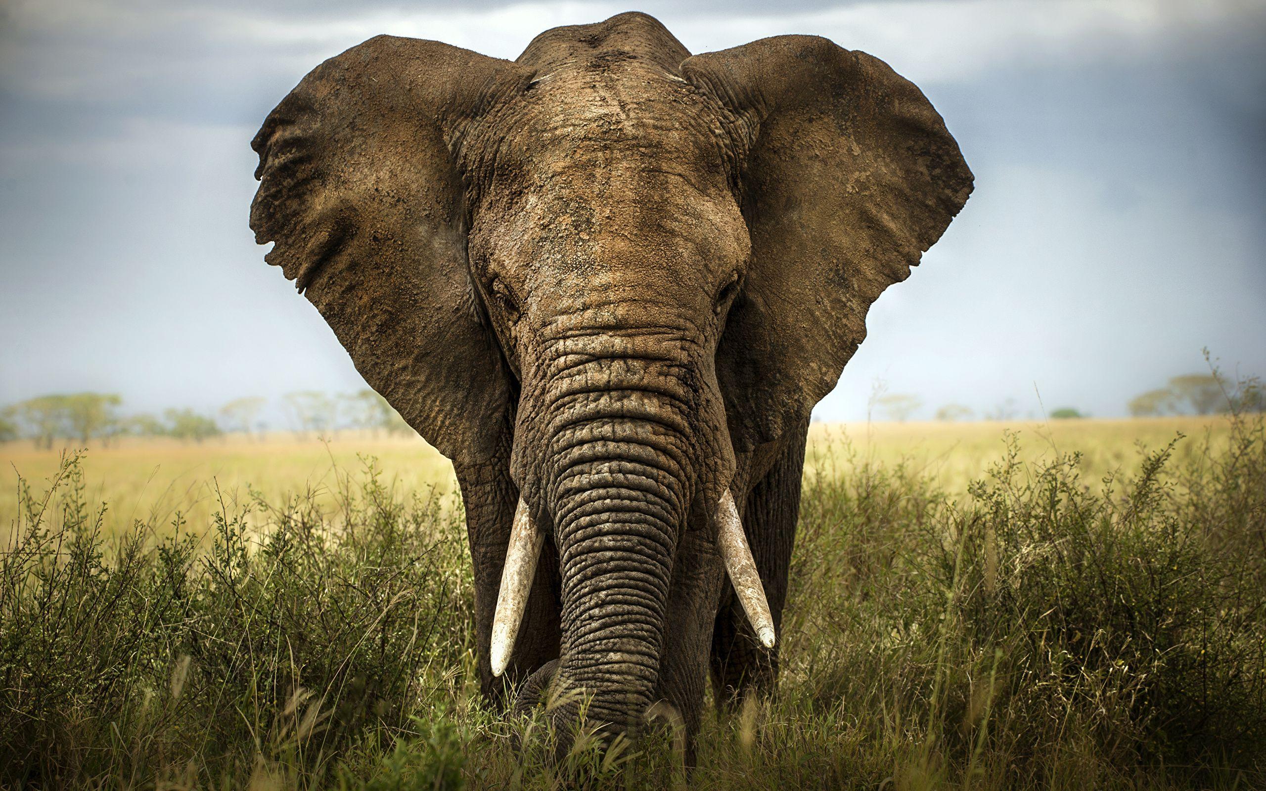 2560x1600 Desktop Wallpaper Elephants Front Animals 2560x1600
