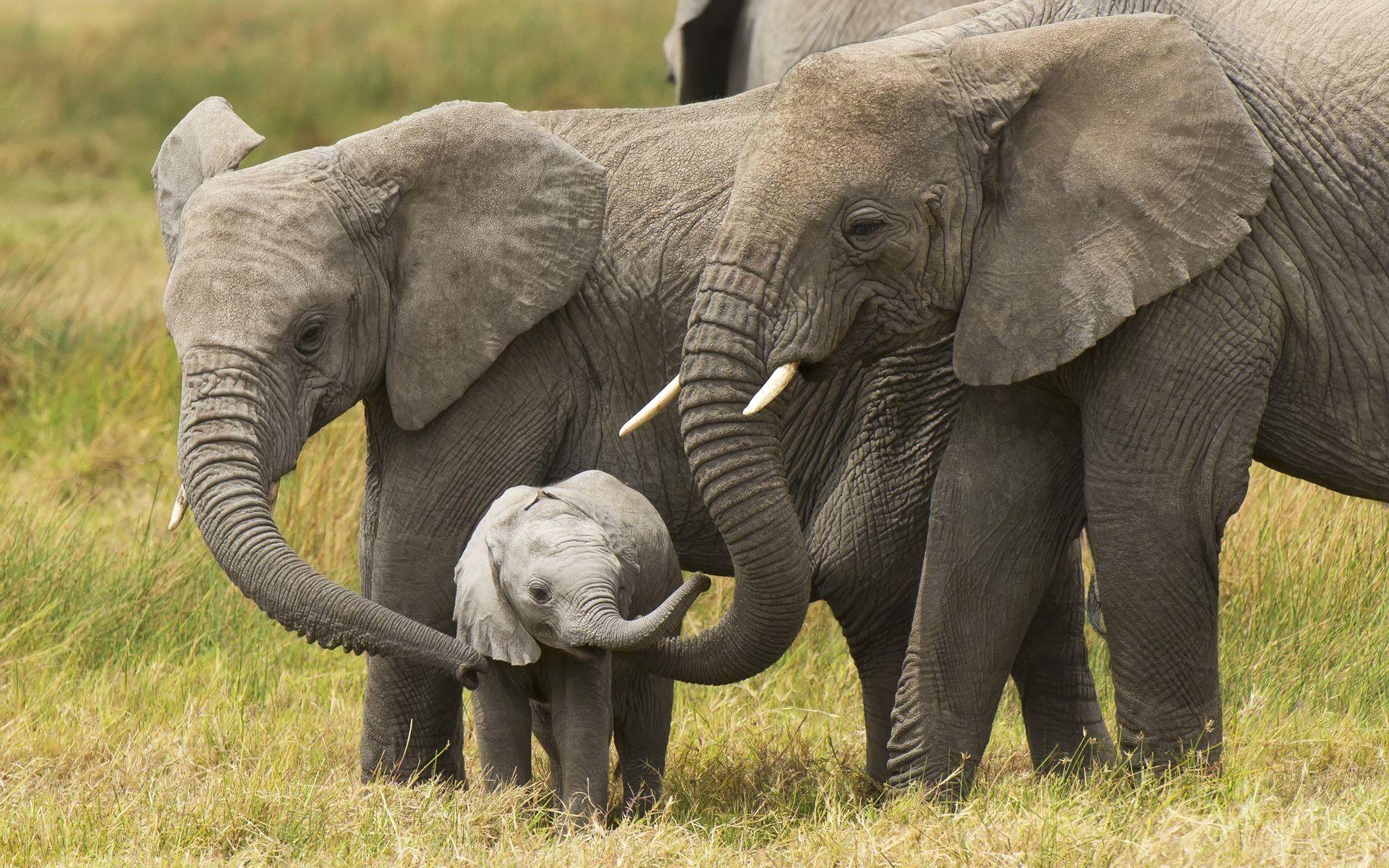 1920x1200 Elephant Background New Elephant Desktop Wallpaper 77 Image Of the Day of The Hudson