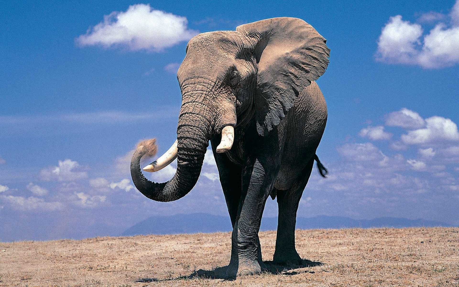 1920x1200 Hd Elephant Wallpaper