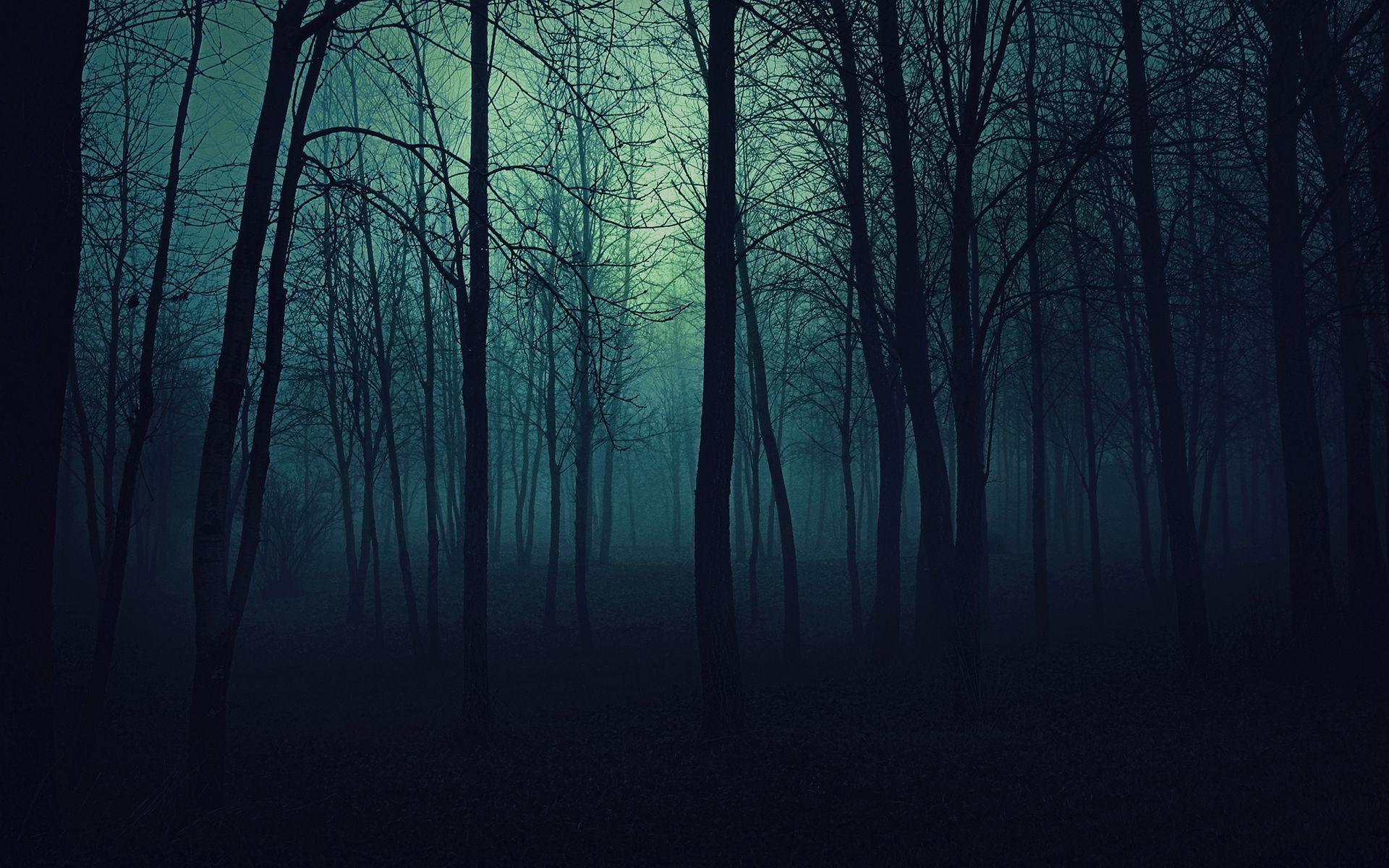 1920x1200 Free download Black Forest Wallpaper [1920x1200] for your Desktop, Mobile & Tablet. Explore Dark Forest Background. Dark Woods Wallpaper, Forest Wallpaper for Computer, Spooky Forest Wallpaper